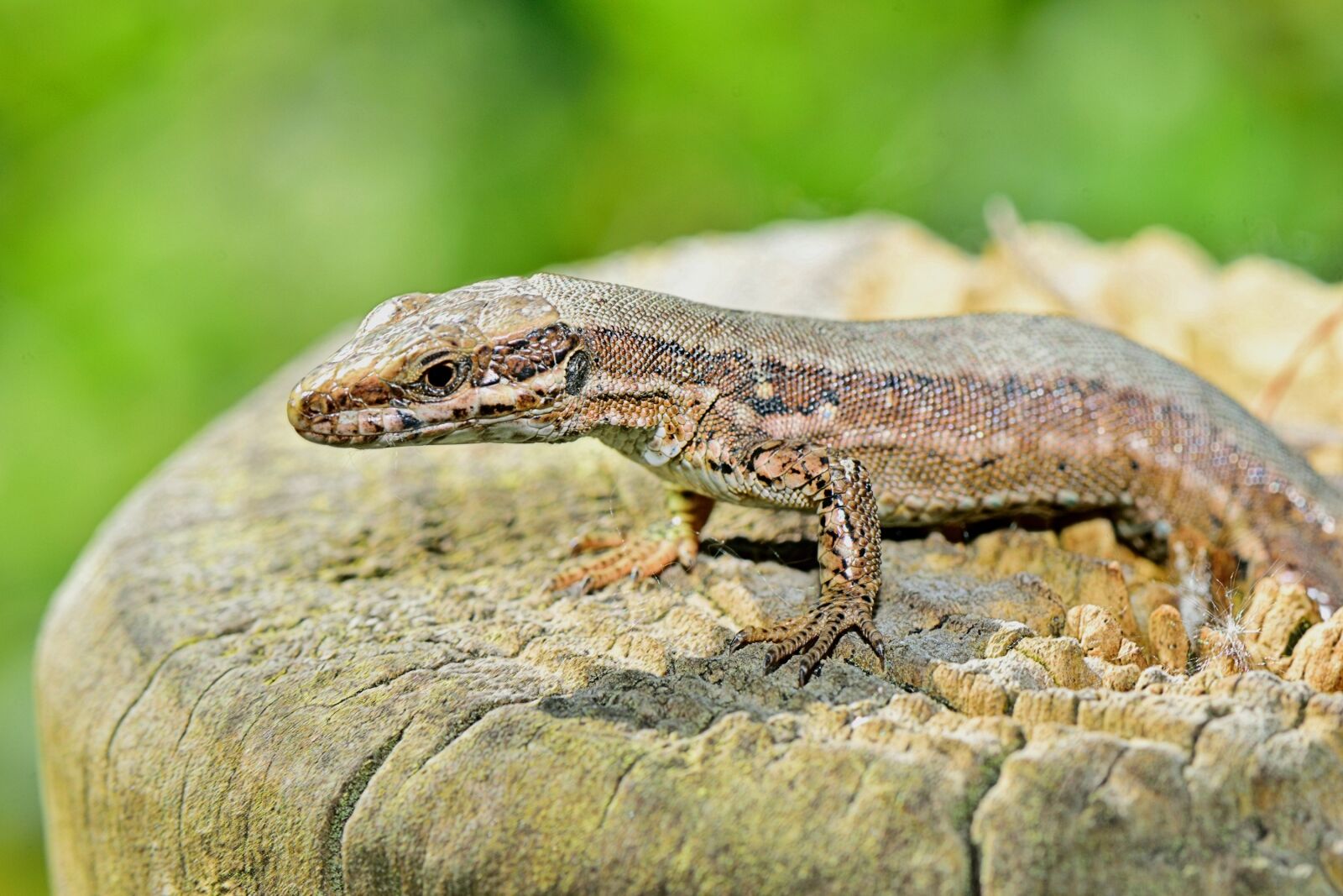 Nikon D5300 sample photo. Nature, lizard, grass photography