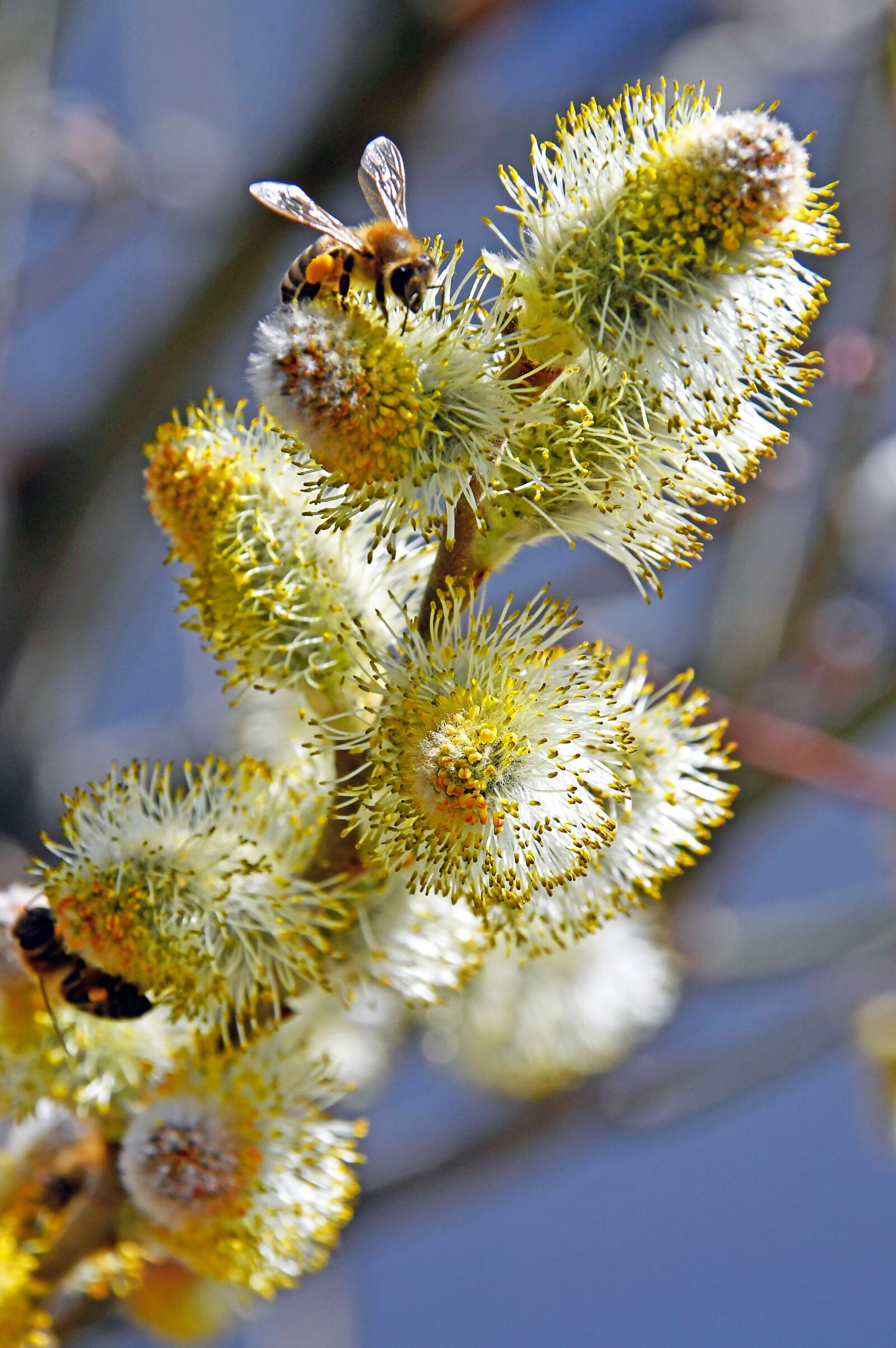 Nikon D3200 sample photo. Spring, barka, bloom photography