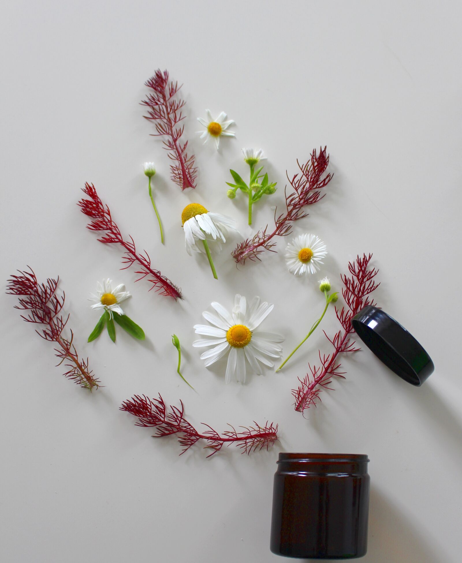 Canon EOS 700D (EOS Rebel T5i / EOS Kiss X7i) sample photo. Medicinal flower, cure, ointment photography