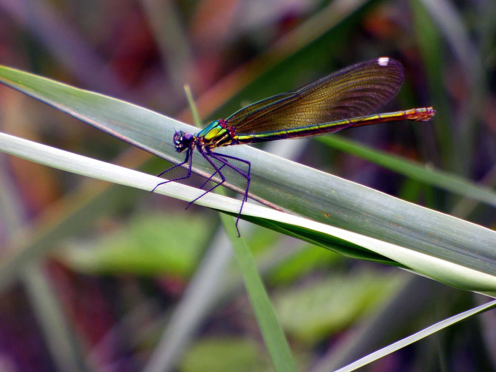 Panasonic DMC-FZ72 sample photo. Dragonfly, demoiselle, insects photography