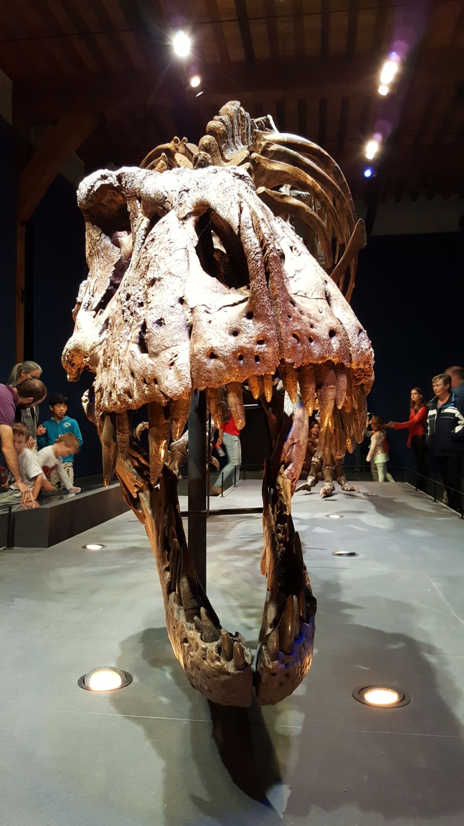 Samsung Galaxy S6 sample photo. Dino, t, rex photography