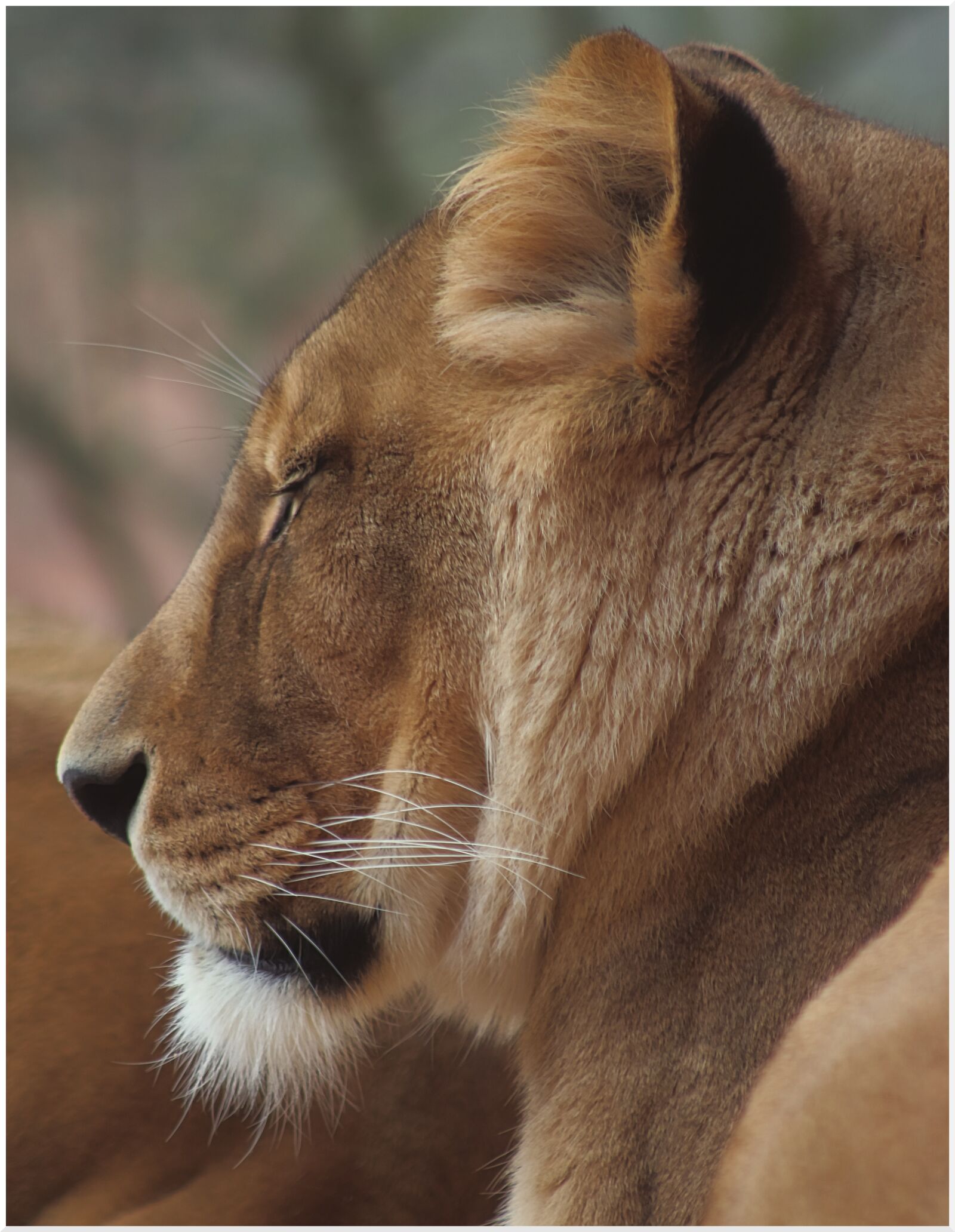 Canon EF75-300mm f/4-5.6 sample photo. Lion, portrait, predator photography