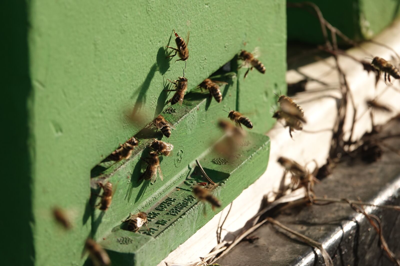 Sony Cyber-shot DSC-RX10 IV sample photo. Beekeeper, bees, pollen photography