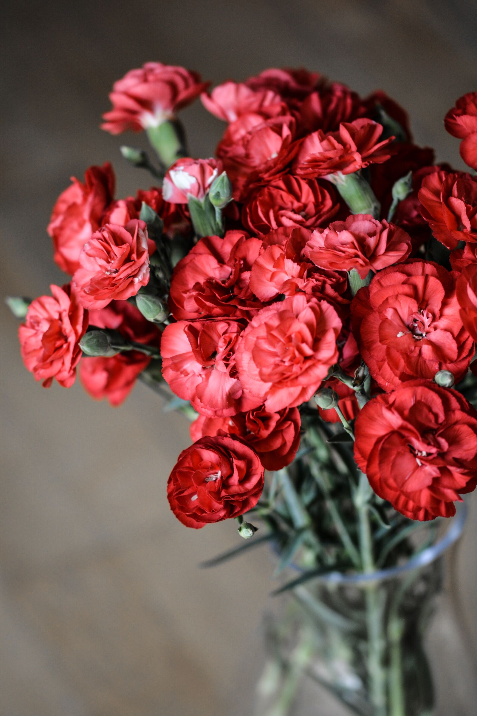 Nikon D5200 sample photo. Carnation, flowers, red photography