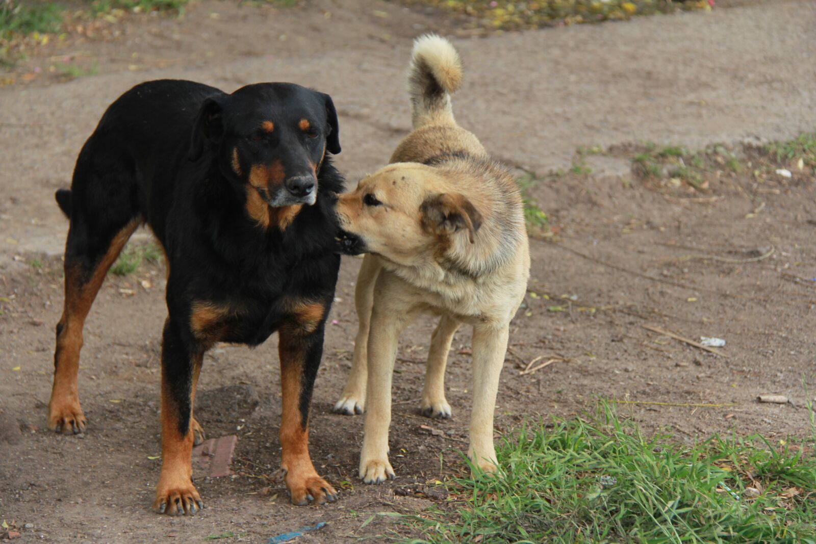 Canon EF-S 18-200mm F3.5-5.6 IS sample photo. Dogs, street, animal photography