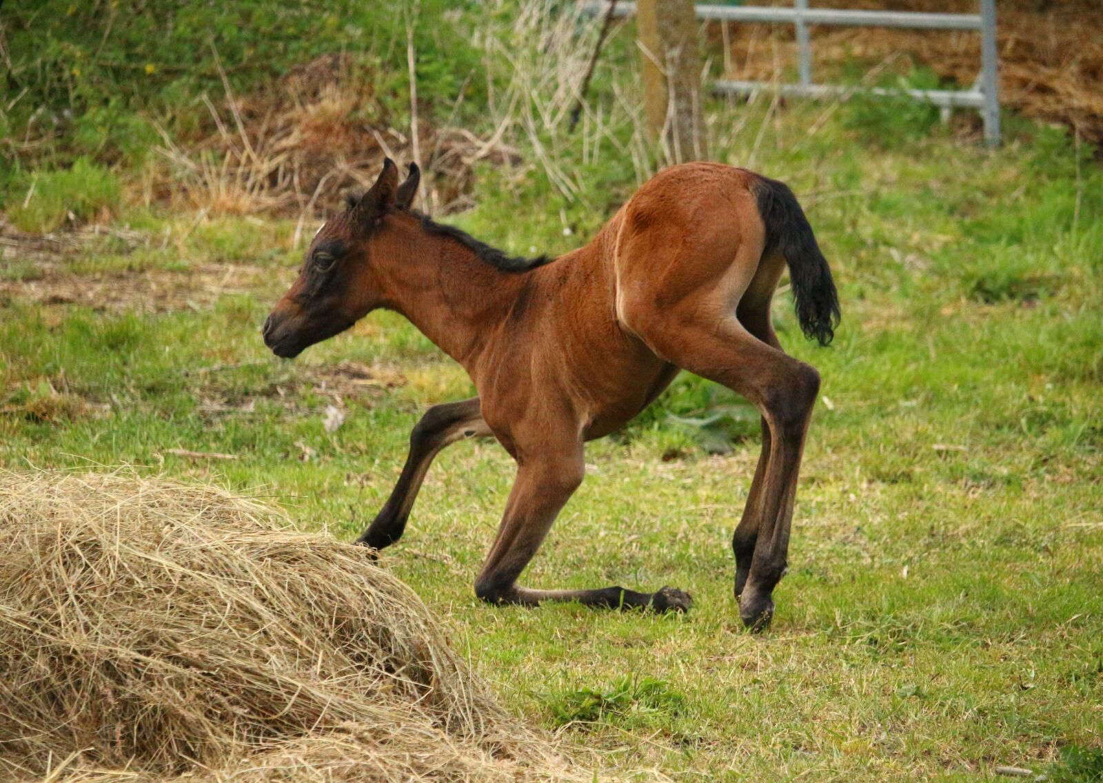 Canon EOS 100D (EOS Rebel SL1 / EOS Kiss X7) sample photo. Horse, foal, suckling photography
