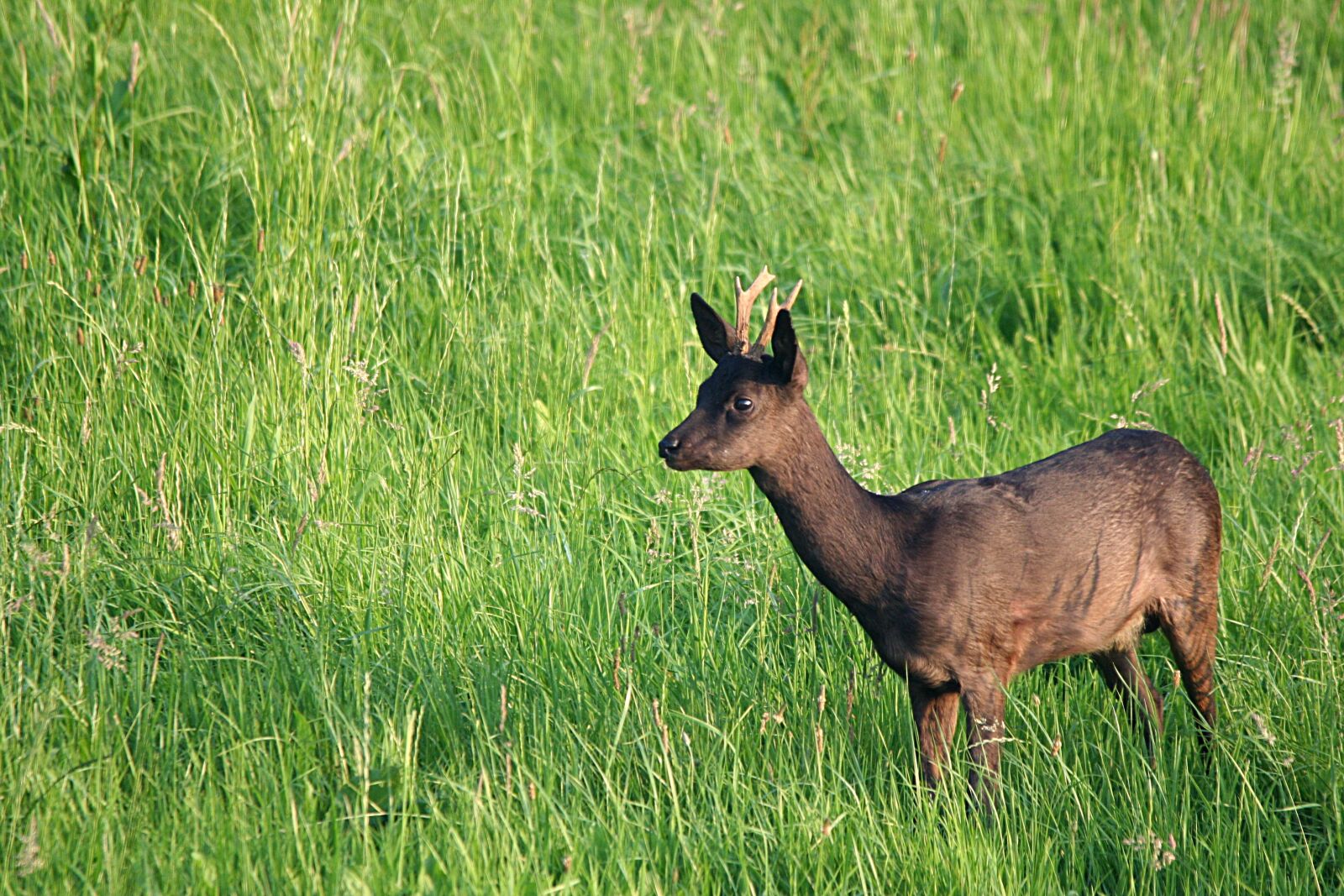 Canon EOS 350D (EOS Digital Rebel XT / EOS Kiss Digital N) sample photo. Roe deer, bock, deer photography