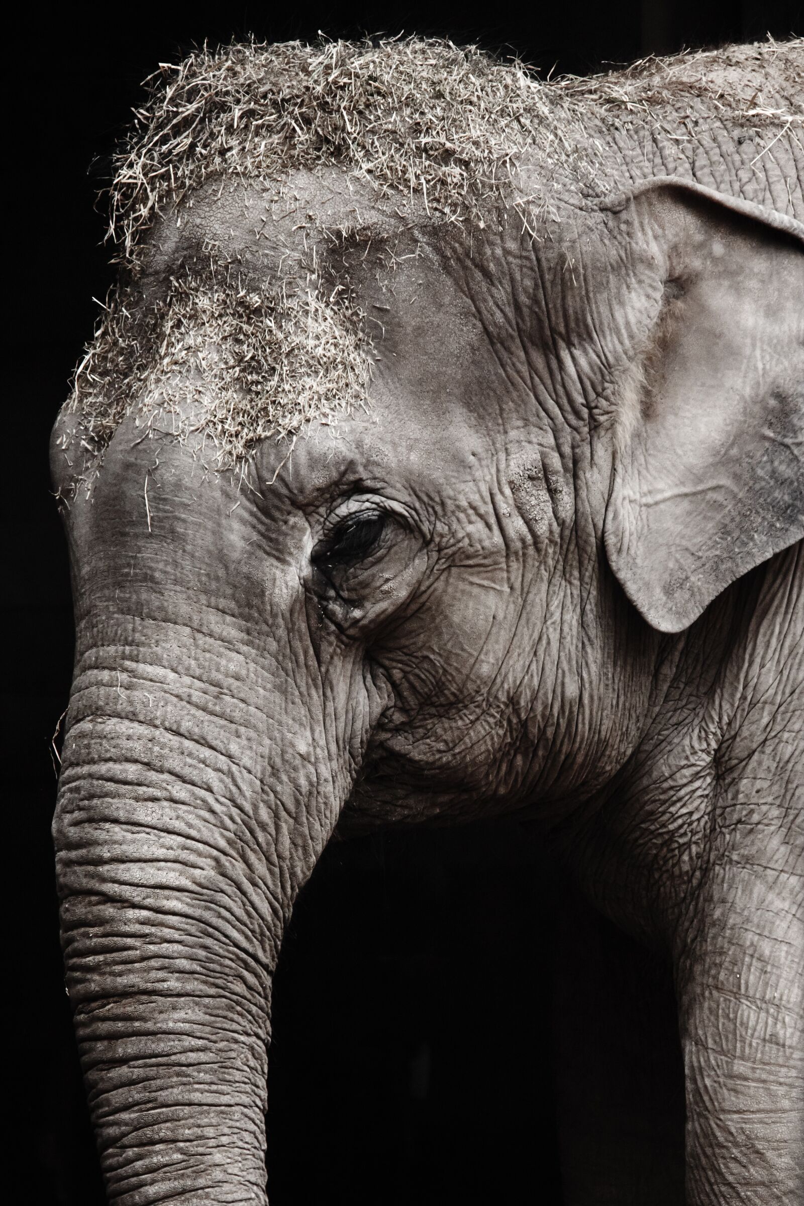 Canon EOS 5D Mark II sample photo. Grayscale, photo, of, elephant photography