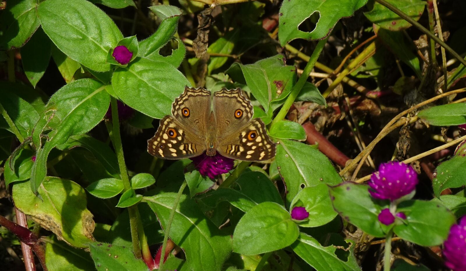 Sony DSC-WX800 sample photo. Butterfly, junonia lemonias, lemon photography