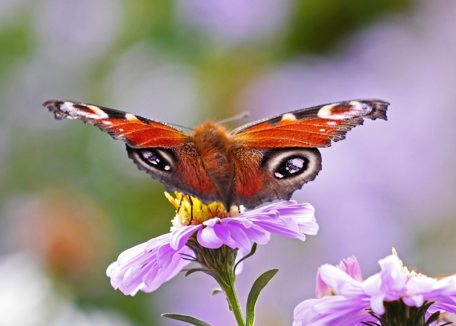 Panasonic Lumix DMC-GH3 sample photo. Butterfly, peacock butterfly, aster photography
