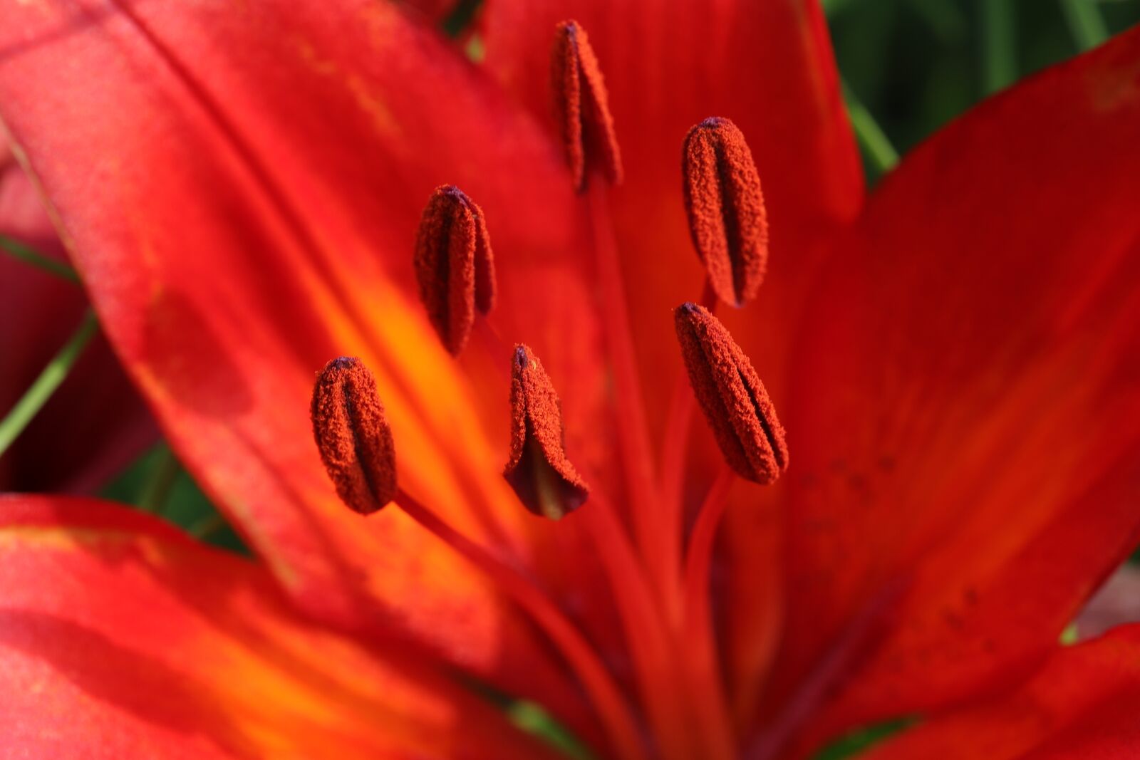 Canon EOS 6D Mark II sample photo. Lily, summer flowers, nature photography