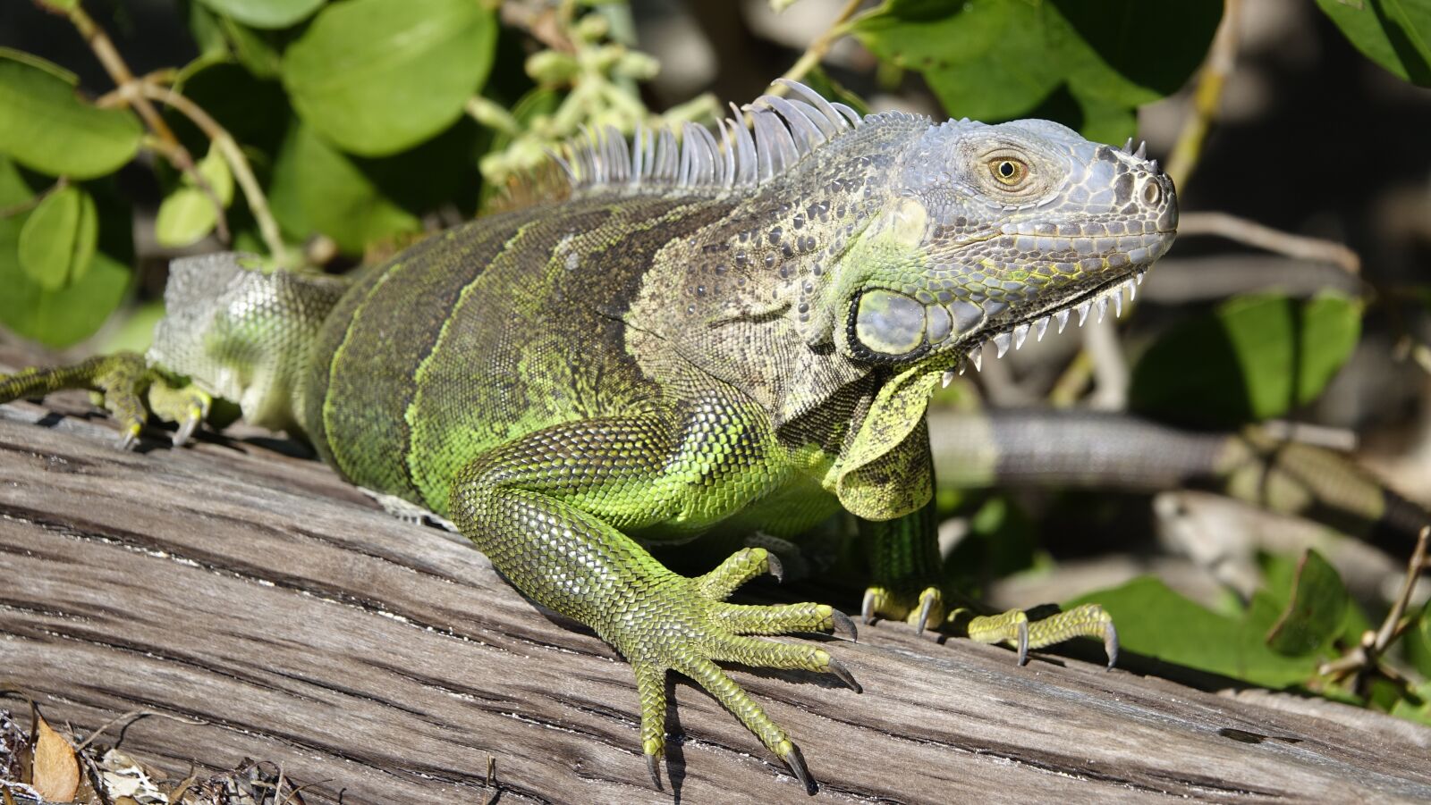 Sony Cyber-shot DSC-RX10 III sample photo. Iguana, lizard, reptile photography