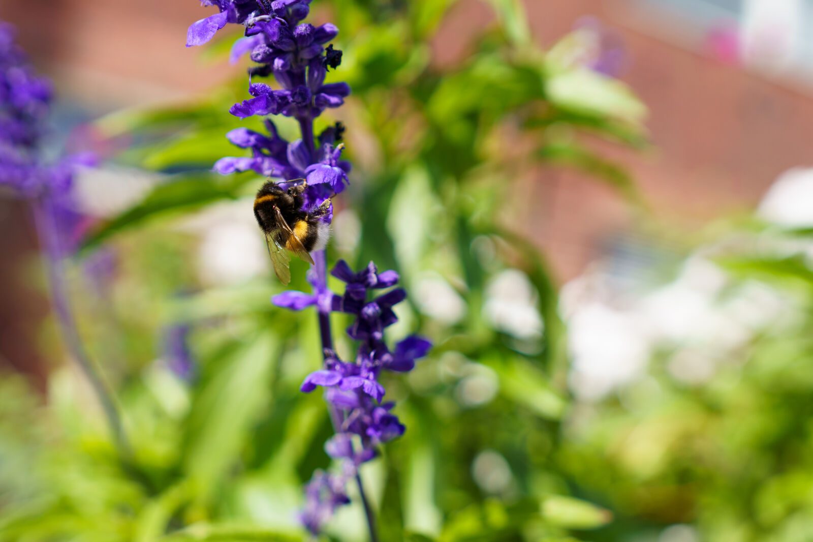 Sigma 24mm F1.4 DG DN Art sample photo. Flower for bumblebee photography