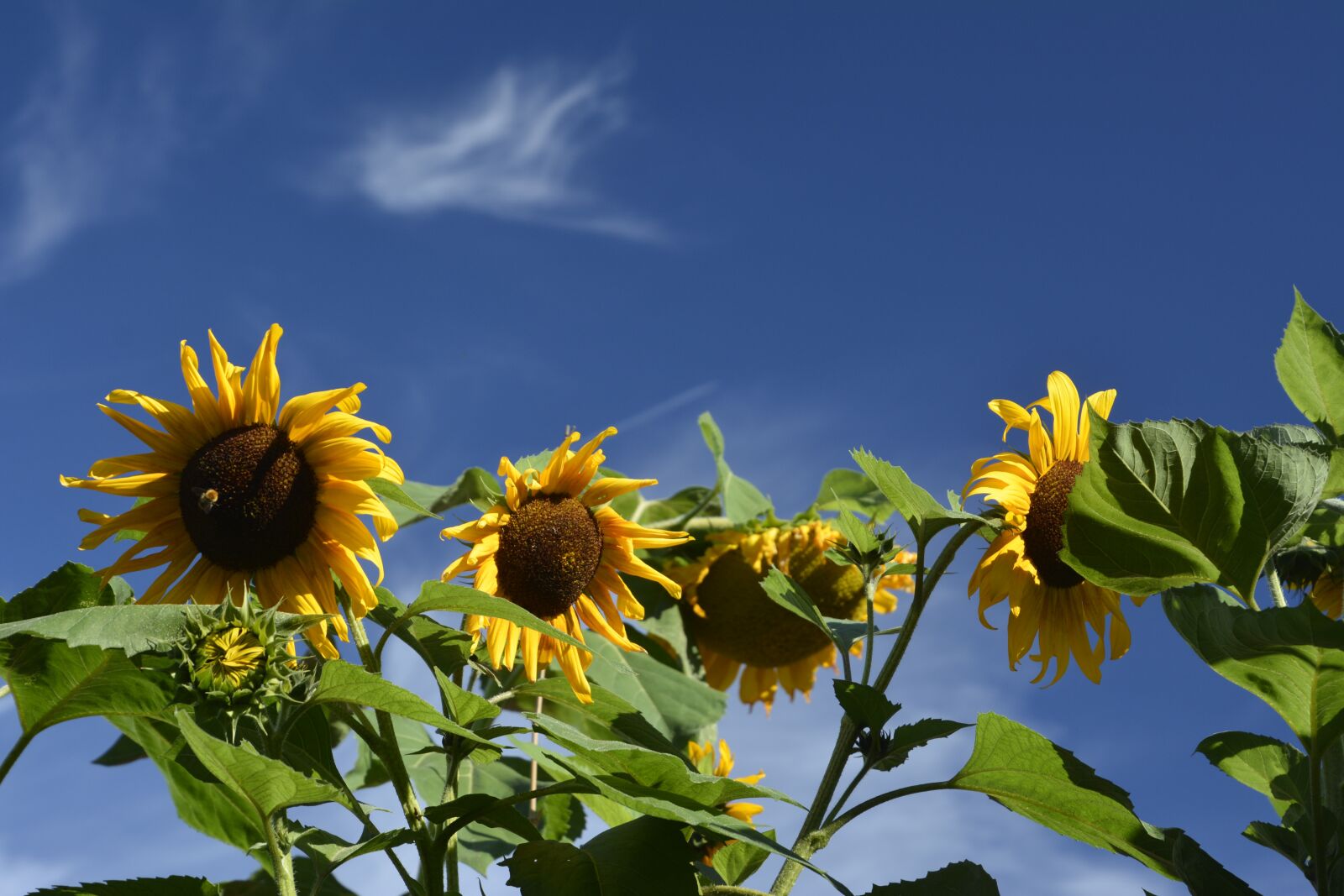 Nikon D7100 sample photo. Sunflower field, blue sky photography