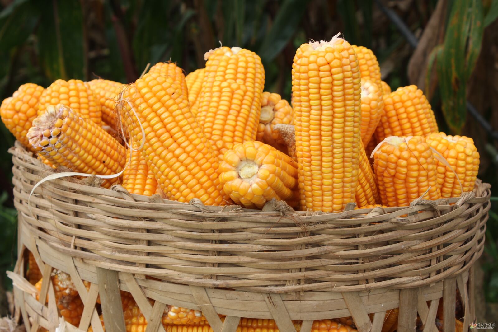 Canon EOS 550D (EOS Rebel T2i / EOS Kiss X4) sample photo. Coarse cereals, grains, food photography