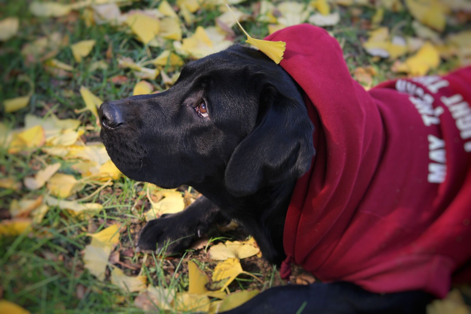 Canon EOS 1200D (EOS Rebel T5 / EOS Kiss X70 / EOS Hi) sample photo. Autumn, cute, labrador photography