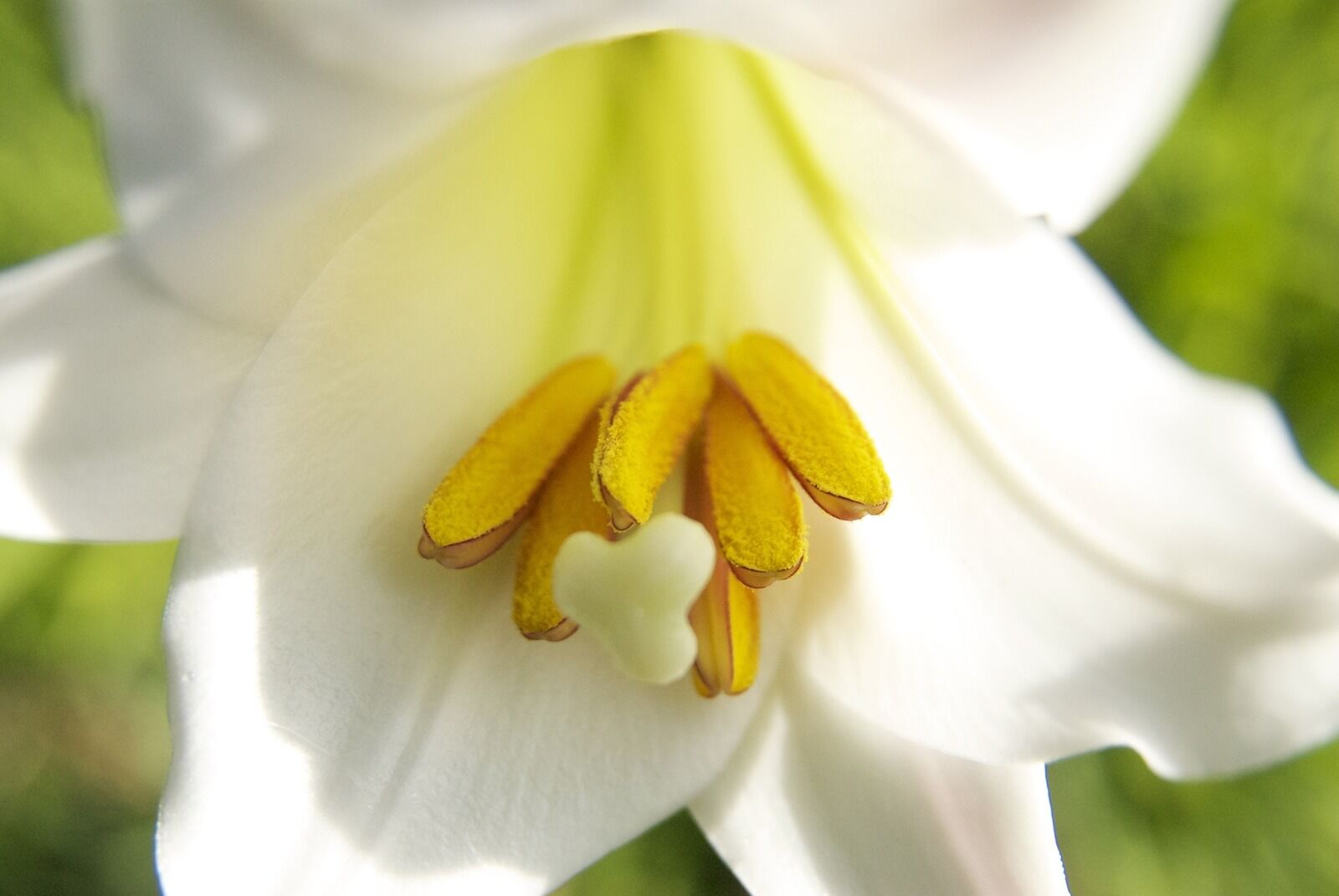 Nikon D200 sample photo. Flower, white, madagascar photography
