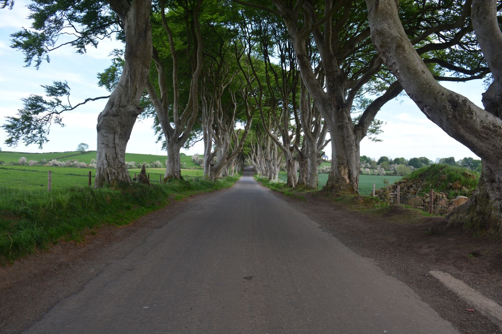 Nikon D7100 sample photo. Nature, ireland, beech photography