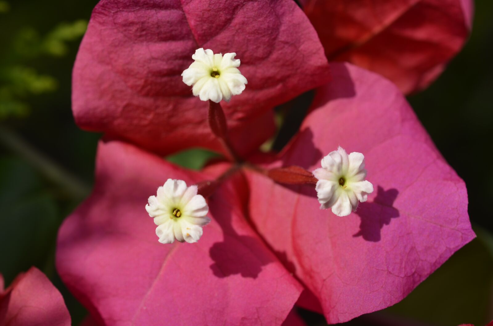 Nikon D7000 sample photo. Red flowers, natural beauty photography