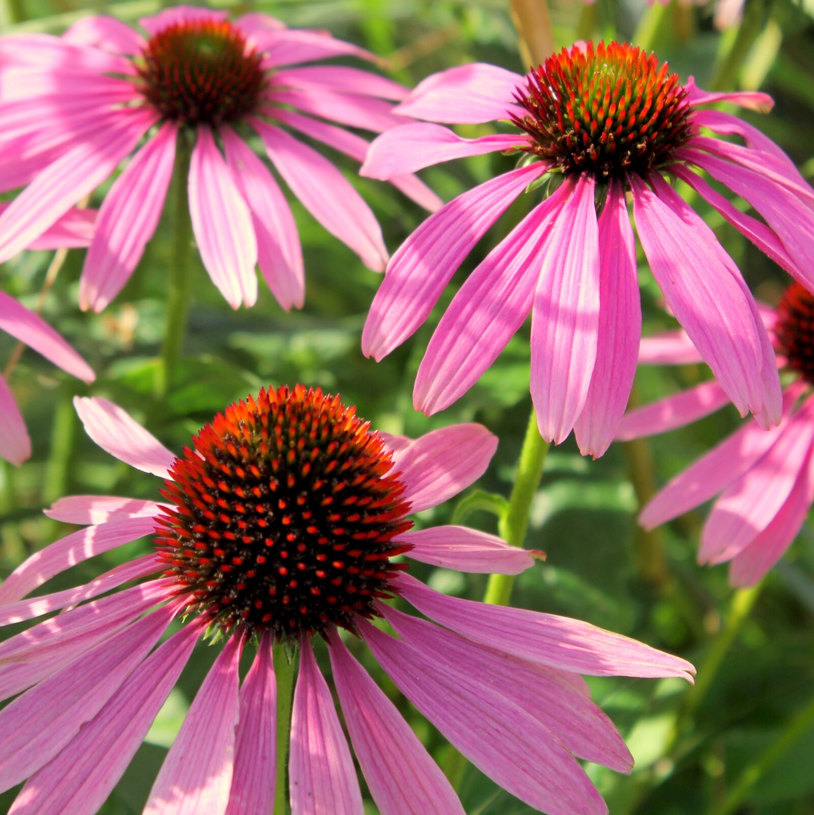 Canon EOS 550D (EOS Rebel T2i / EOS Kiss X4) sample photo. Flower, pink, daisy photography