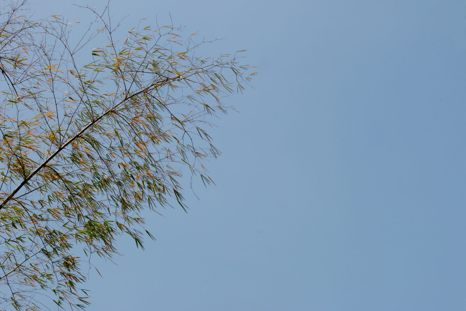Canon EOS 70D + Canon EF 50mm F1.8 II sample photo. Bamboo, trees, blue, sky photography