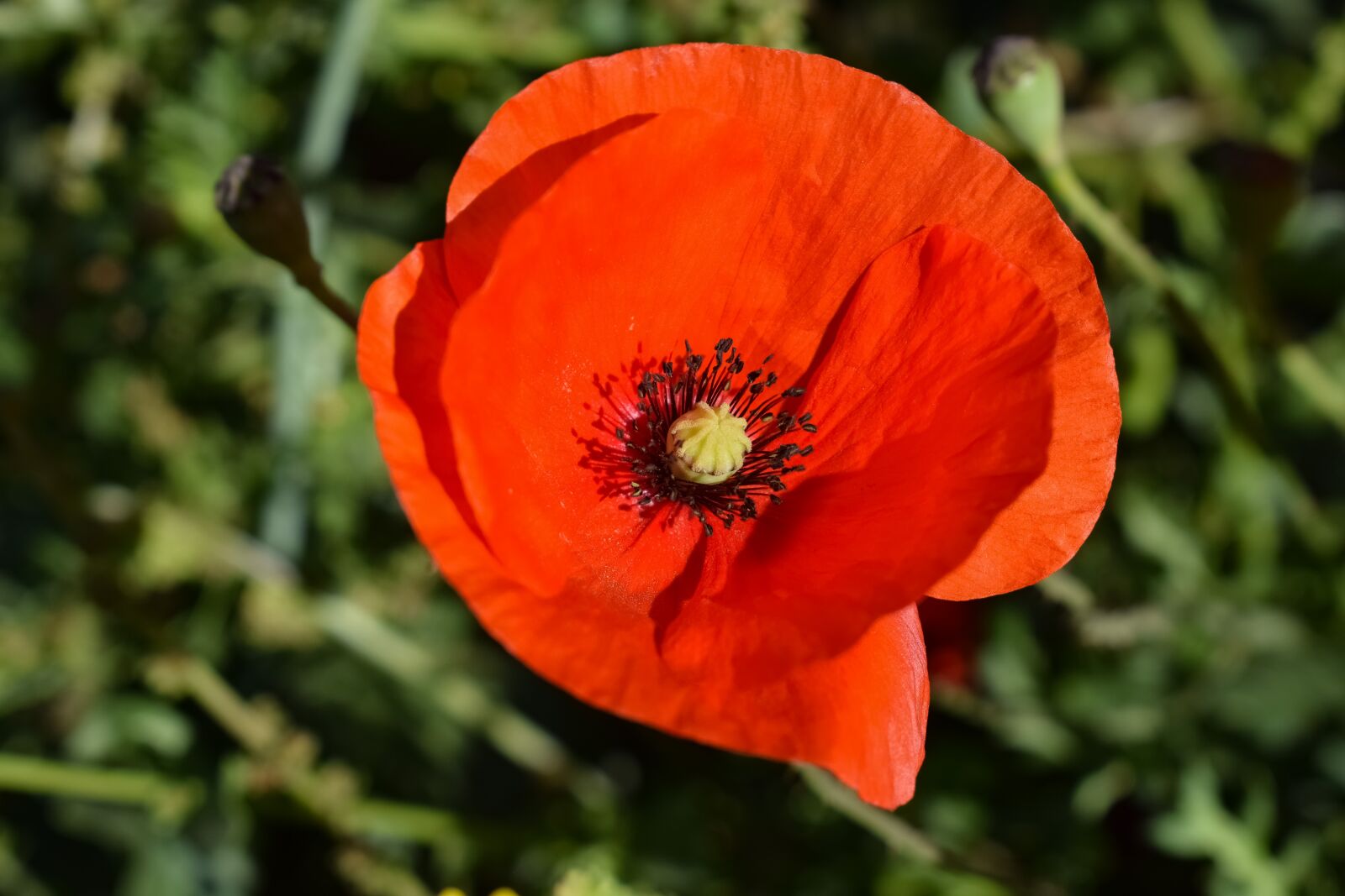 Nikon D3300 sample photo. Flower, nature, flora photography