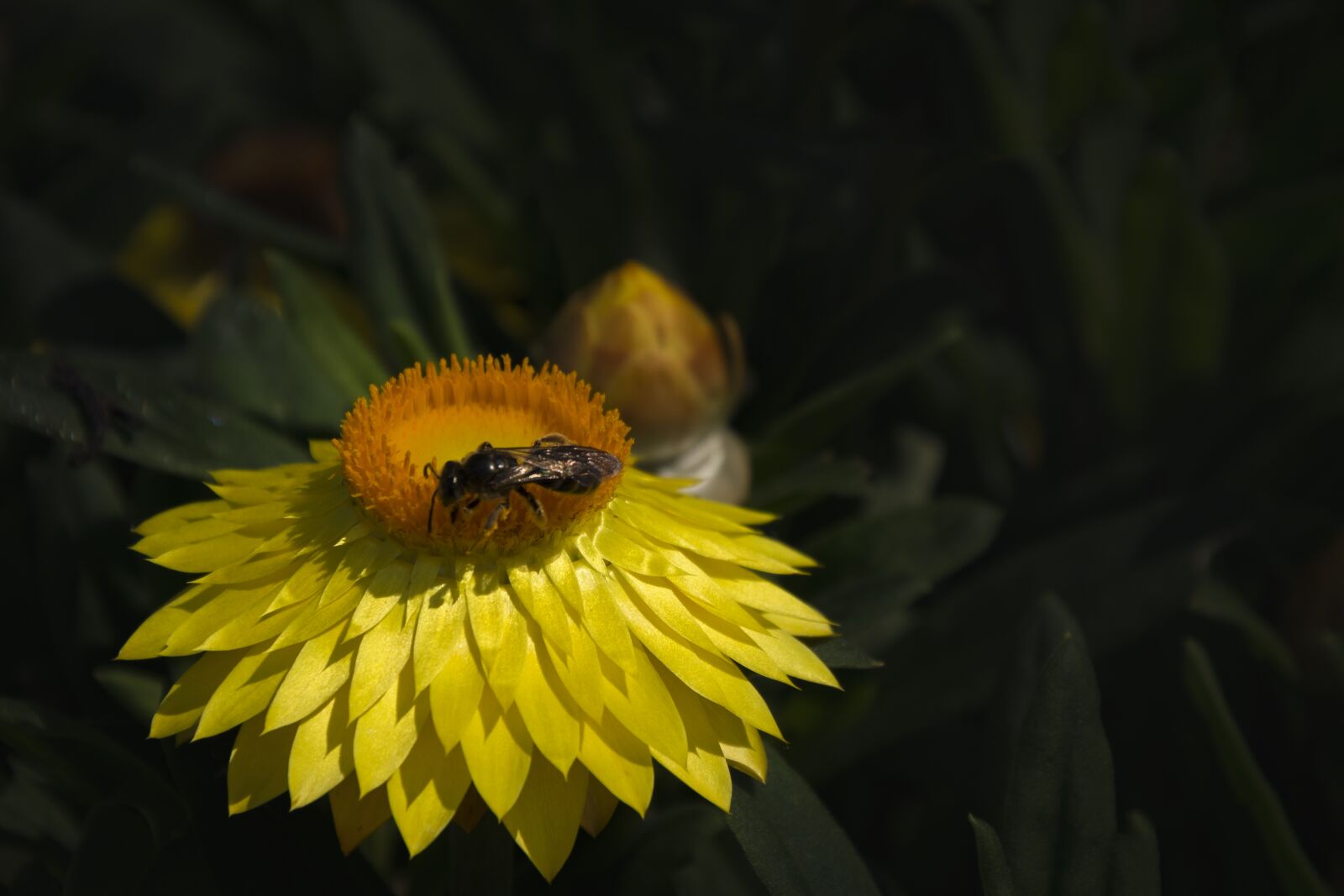 Nikon D5200 sample photo. Bee, flower, insect photography