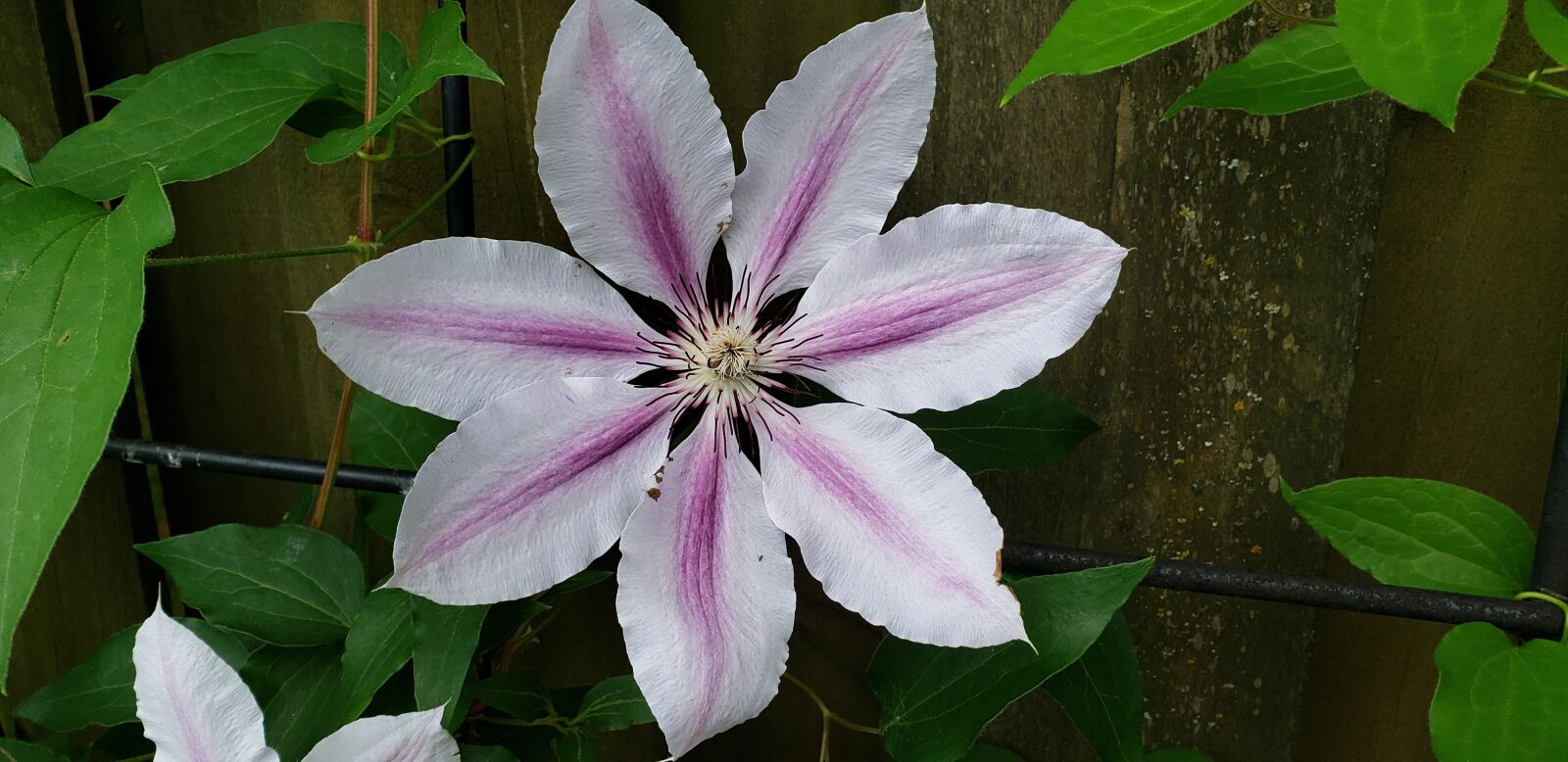 Samsung Galaxy S9+ sample photo. Clematis, vine, white photography