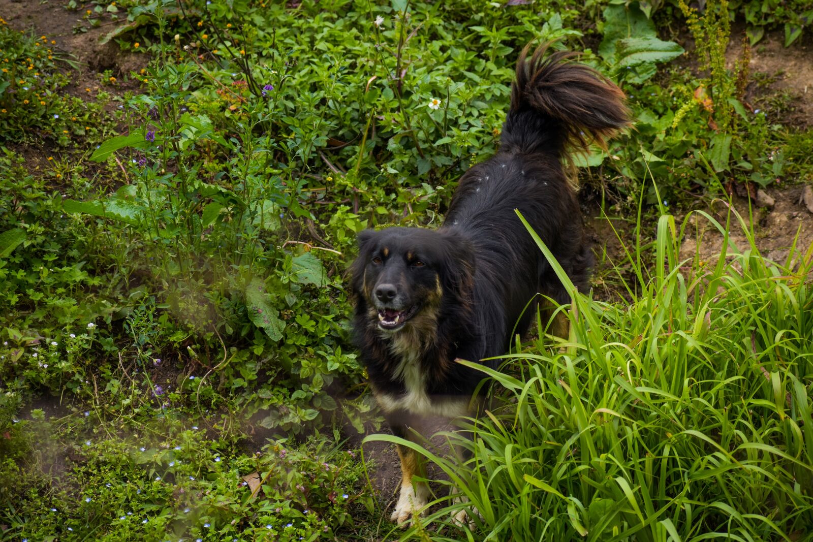 Nikon D3400 sample photo. Dog, bravo, animal photography