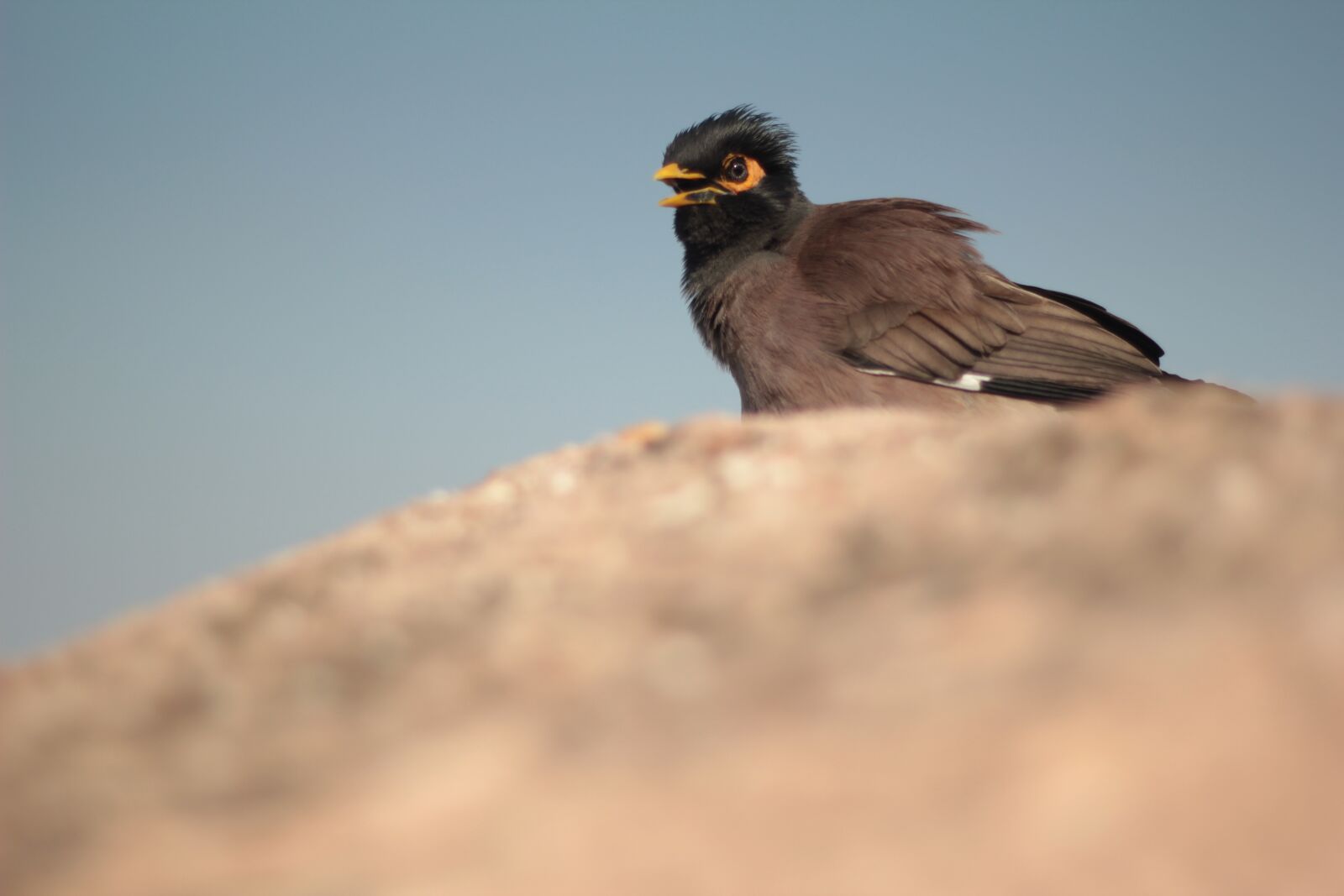 Canon EOS 550D (EOS Rebel T2i / EOS Kiss X4) sample photo. Myna, eyes, bird photography