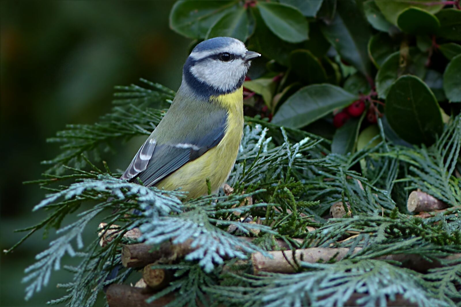 Panasonic Lumix DMC-FZ200 sample photo. Bird, songbird, tit photography