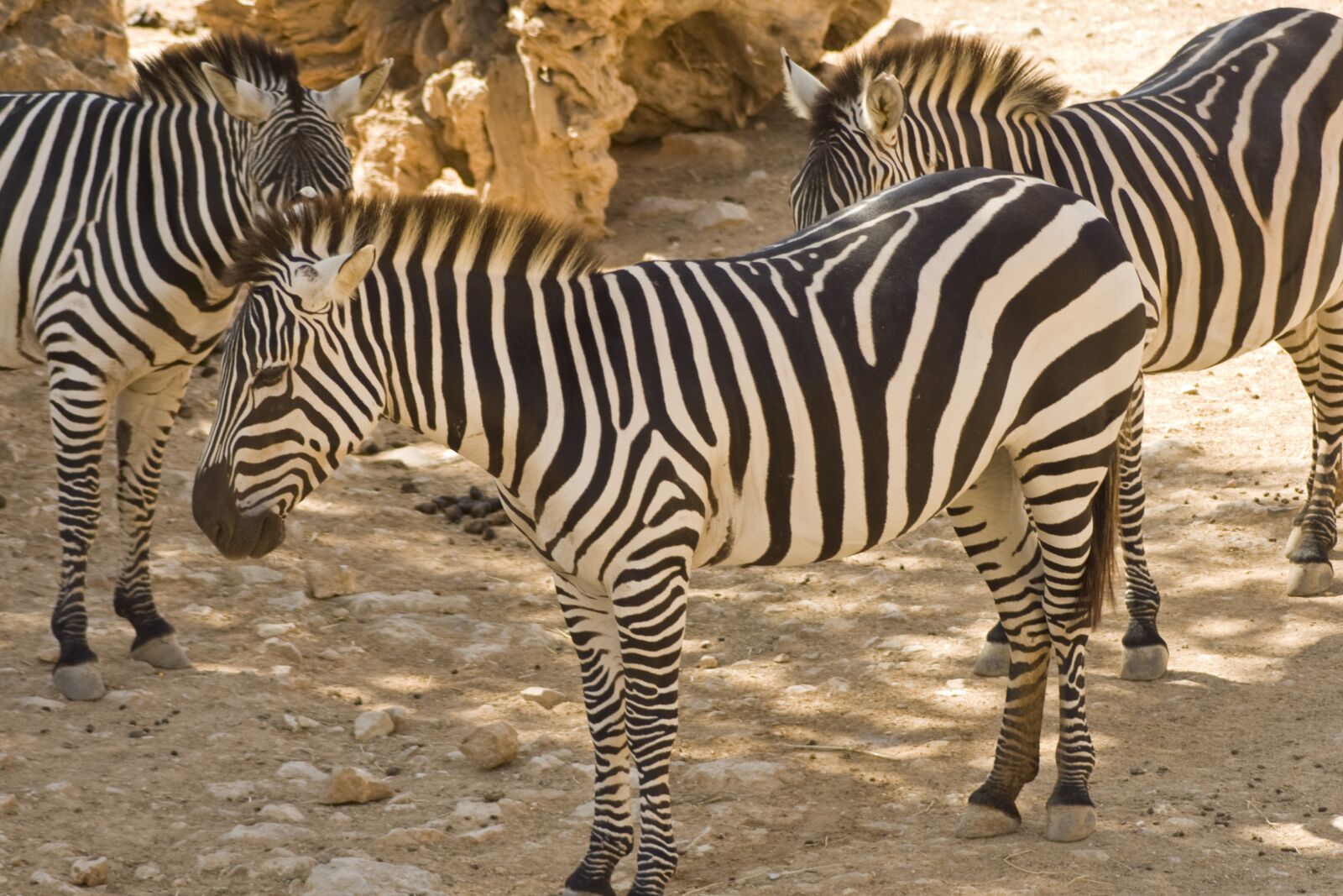 Canon EOS 400D (EOS Digital Rebel XTi / EOS Kiss Digital X) sample photo. Zebras, plains zebras, animals photography