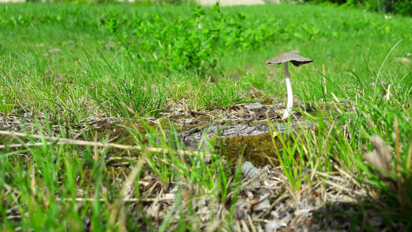 Samsung Galaxy A5(2016) sample photo. Grass, boletus, sponge photography