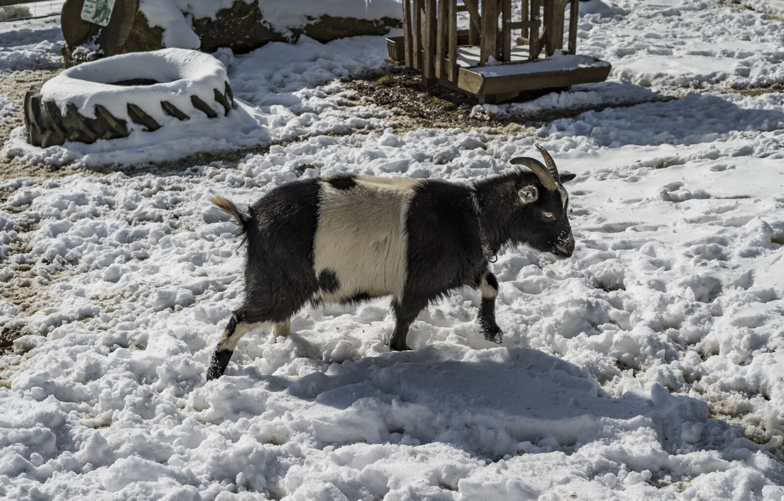 Sony a7S II + Sony FE 50mm F1.8 sample photo. Goat, snow, winter photography
