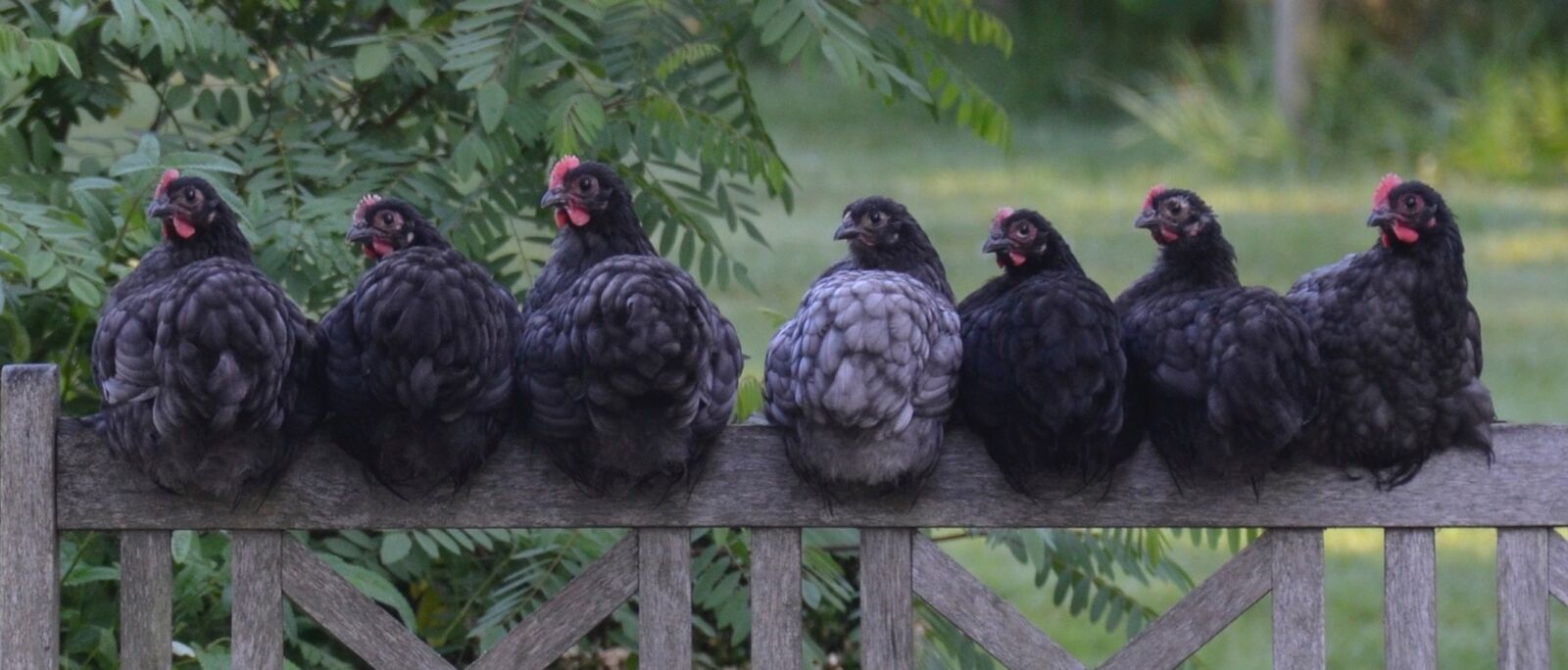 Nikon D5100 sample photo. Chicken, hen, bird photography