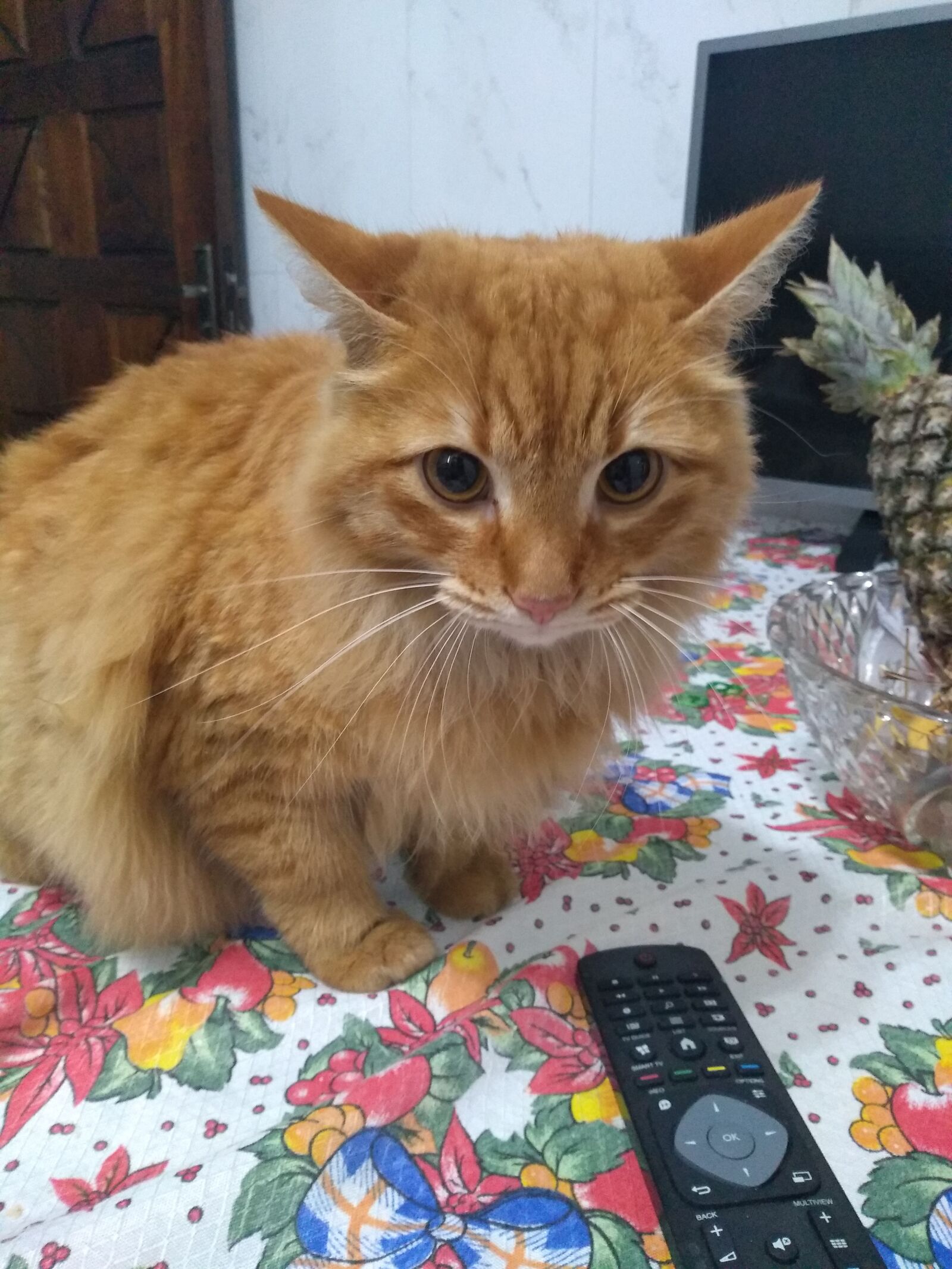 Motorola moto g(6) play sample photo. Cat, animal, feline photography