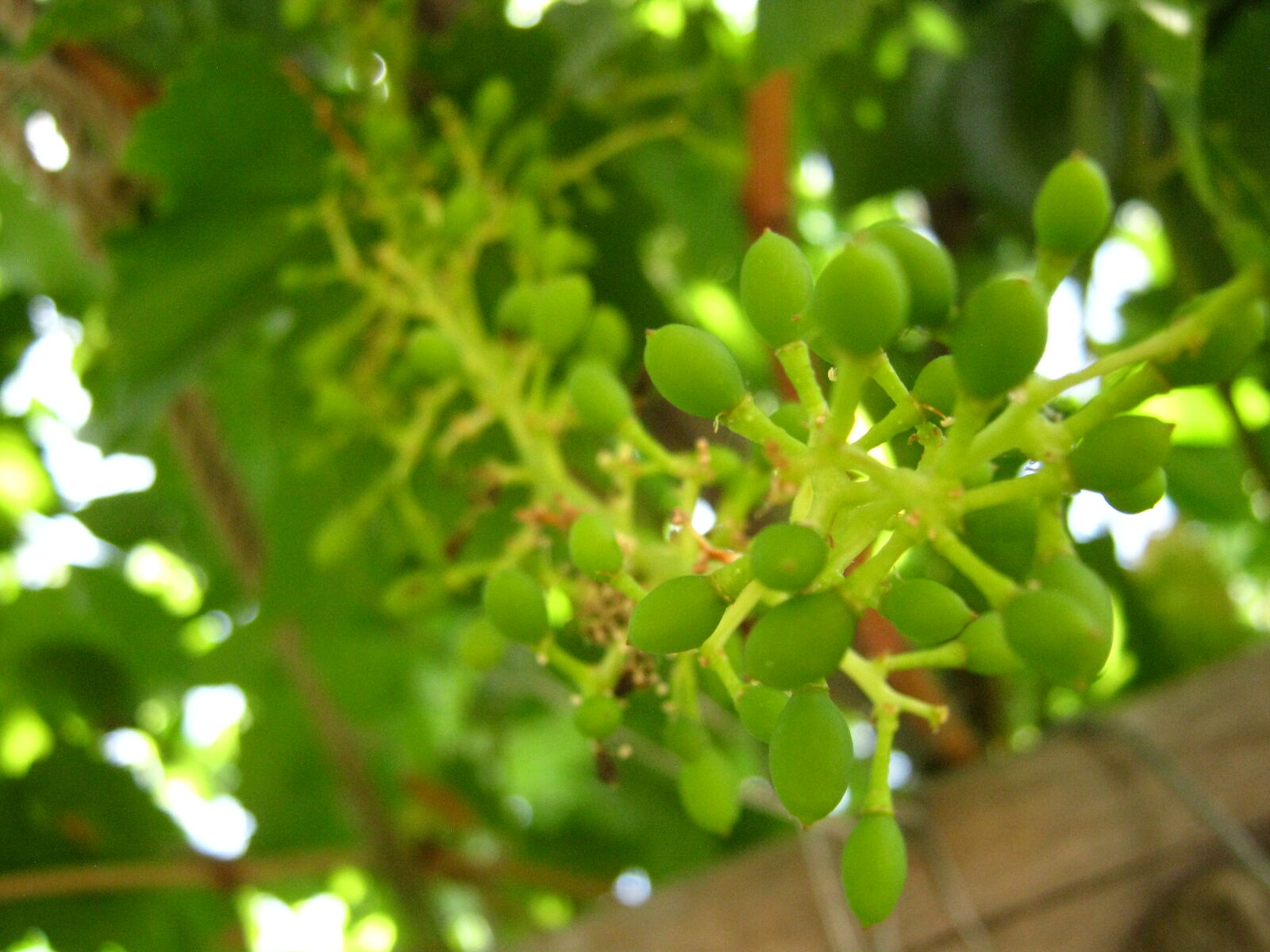 Canon PowerShot A480 sample photo