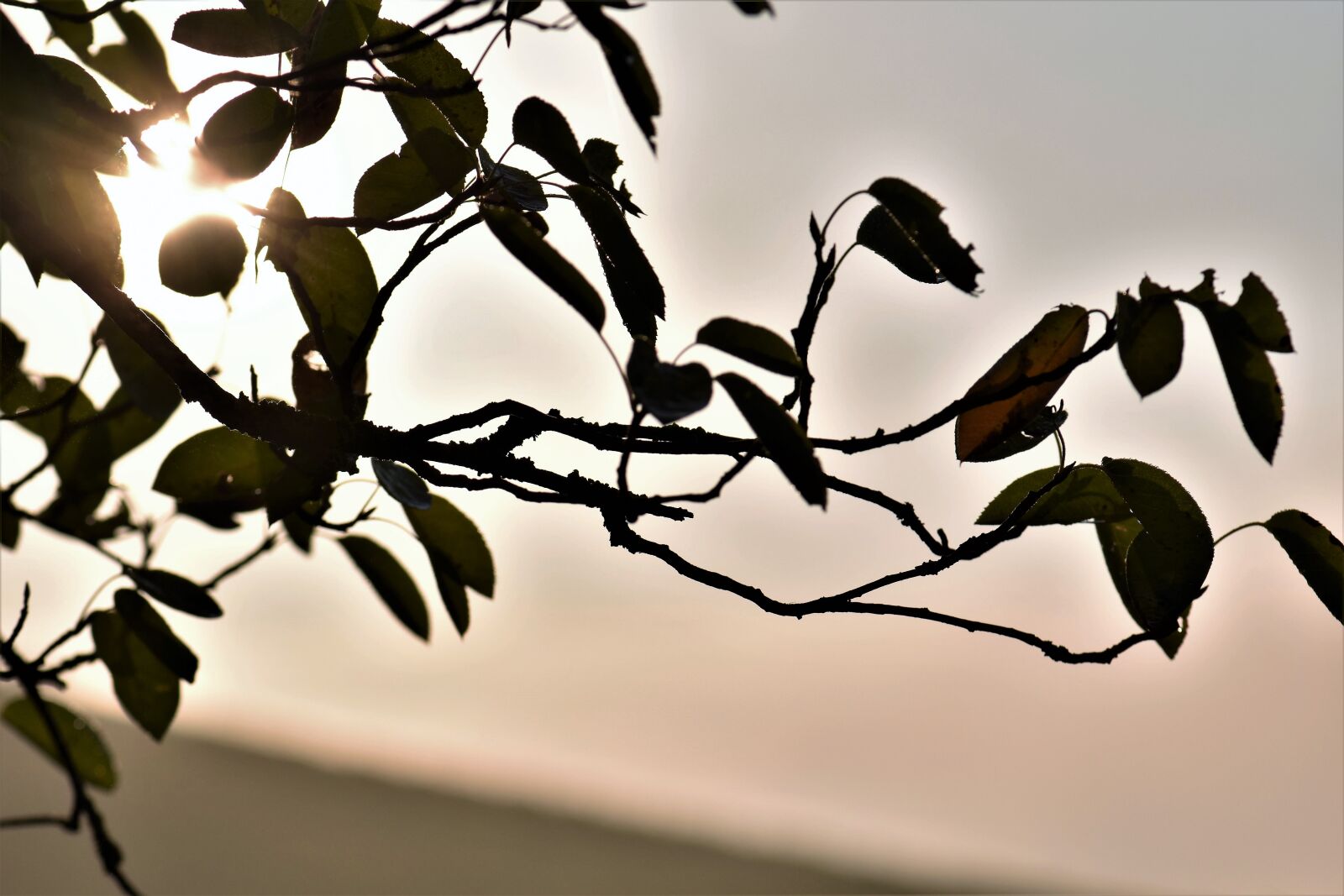 Nikon D5500 sample photo. Backlighting, sunrise, mood photography