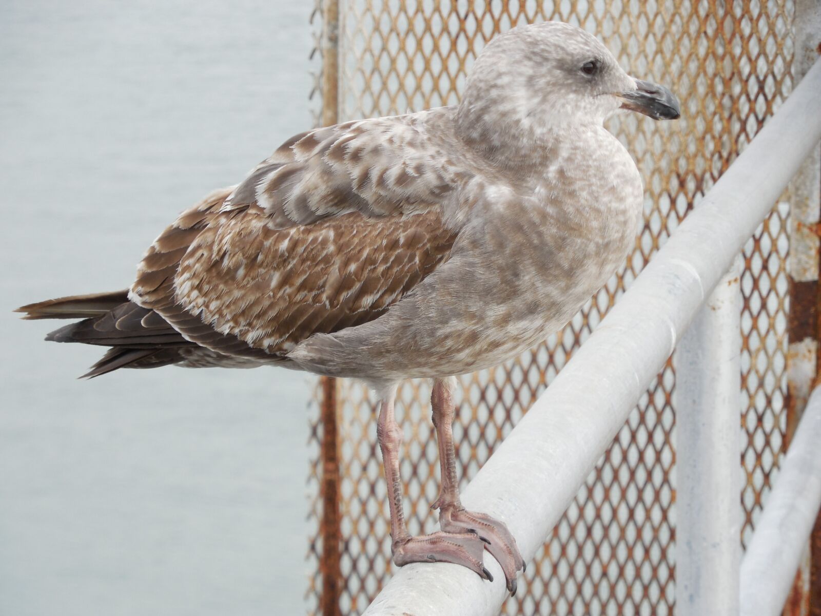 Nikon Coolpix L610 sample photo. Seagull, gull, rail photography