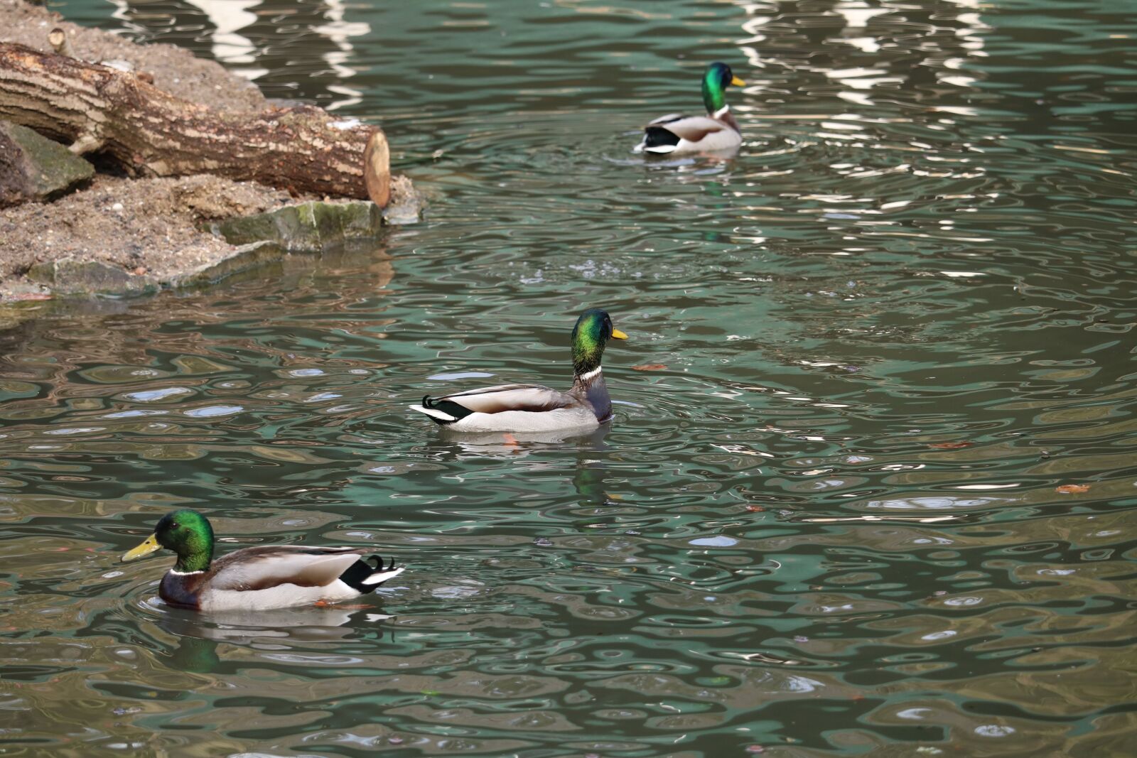 Canon EOS 750D (EOS Rebel T6i / EOS Kiss X8i) sample photo. Duck, swim, waters photography