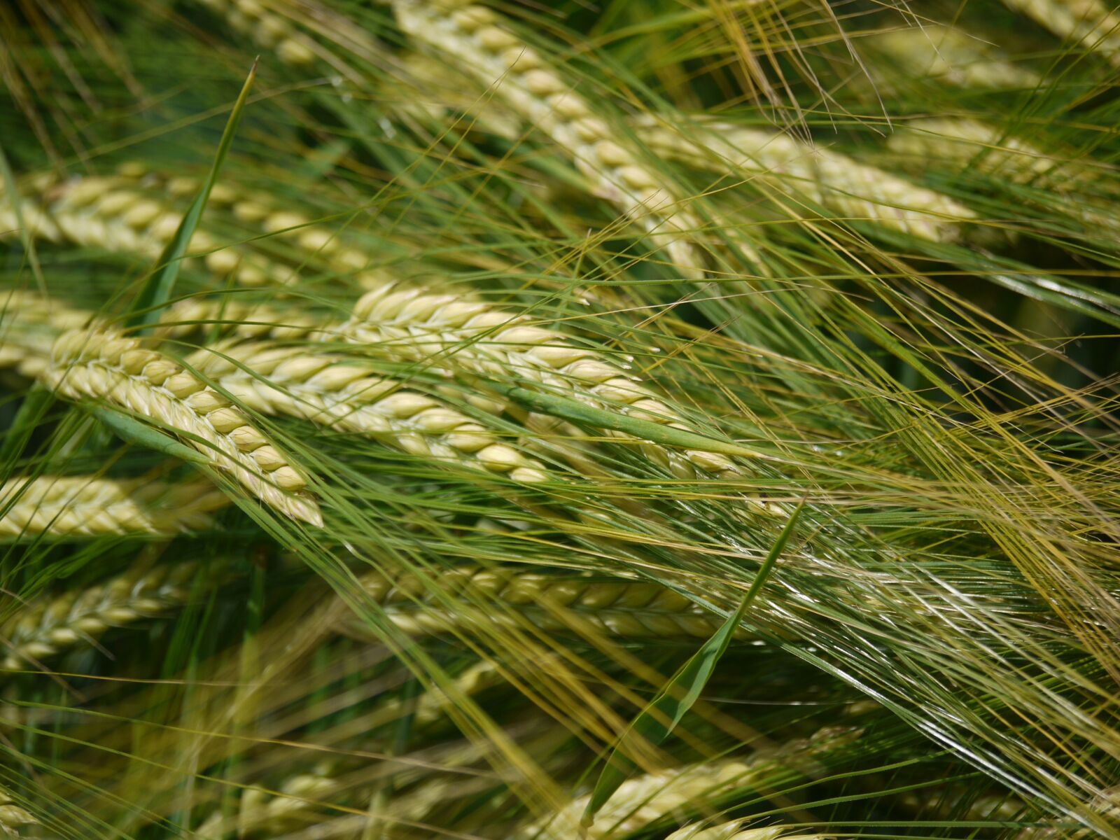 Panasonic Lumix DMC-G1 sample photo. Barley field, spike, endless photography