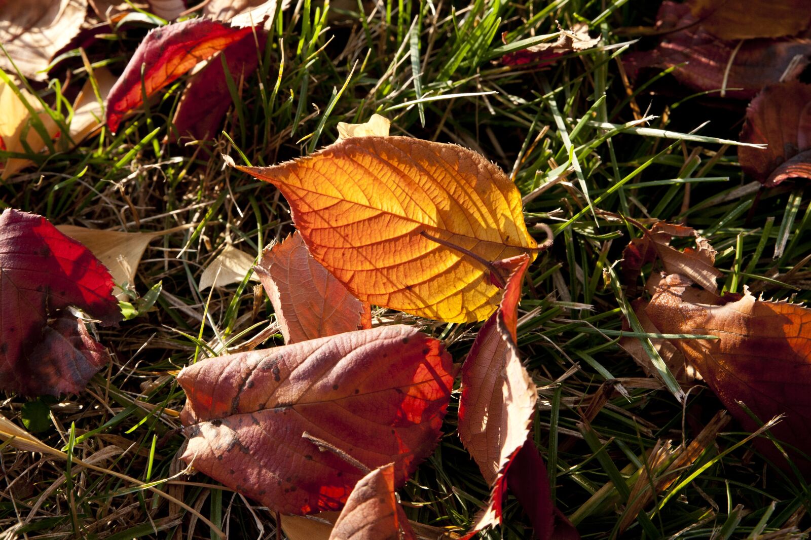 Canon EOS 5D sample photo. Autumn leaves, leaves, autumn photography