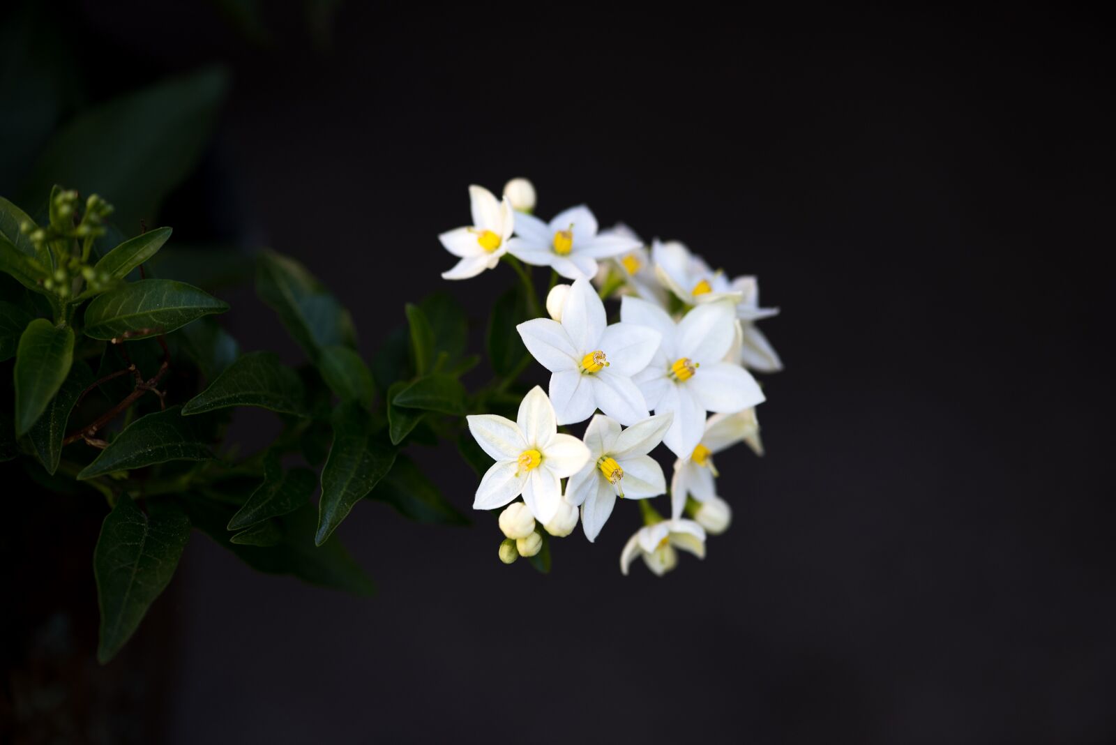 Nikon D750 sample photo. Flower, plant, blossom photography