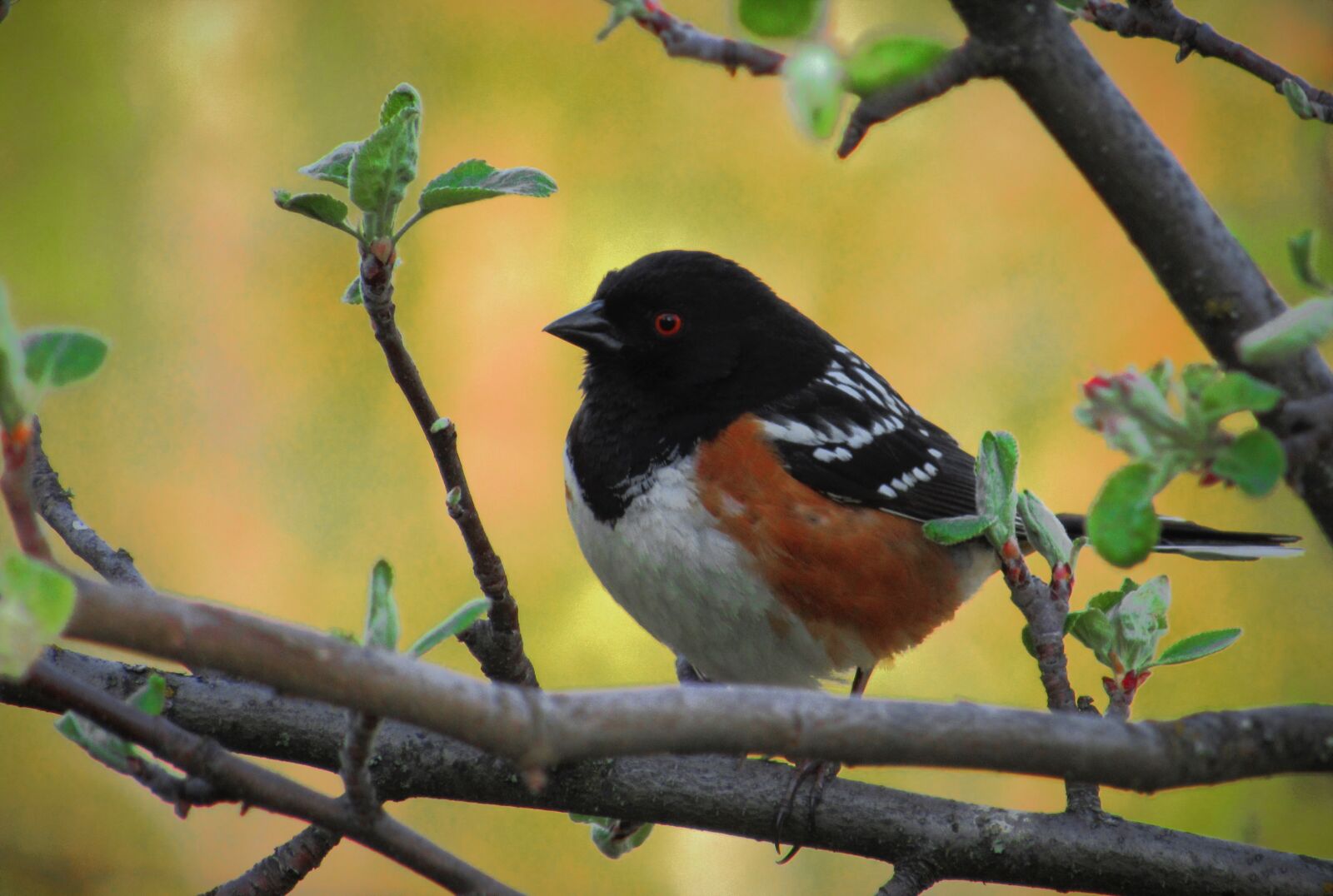 Canon PowerShot SX530 HS sample photo. Towhee, spotted, spring photography