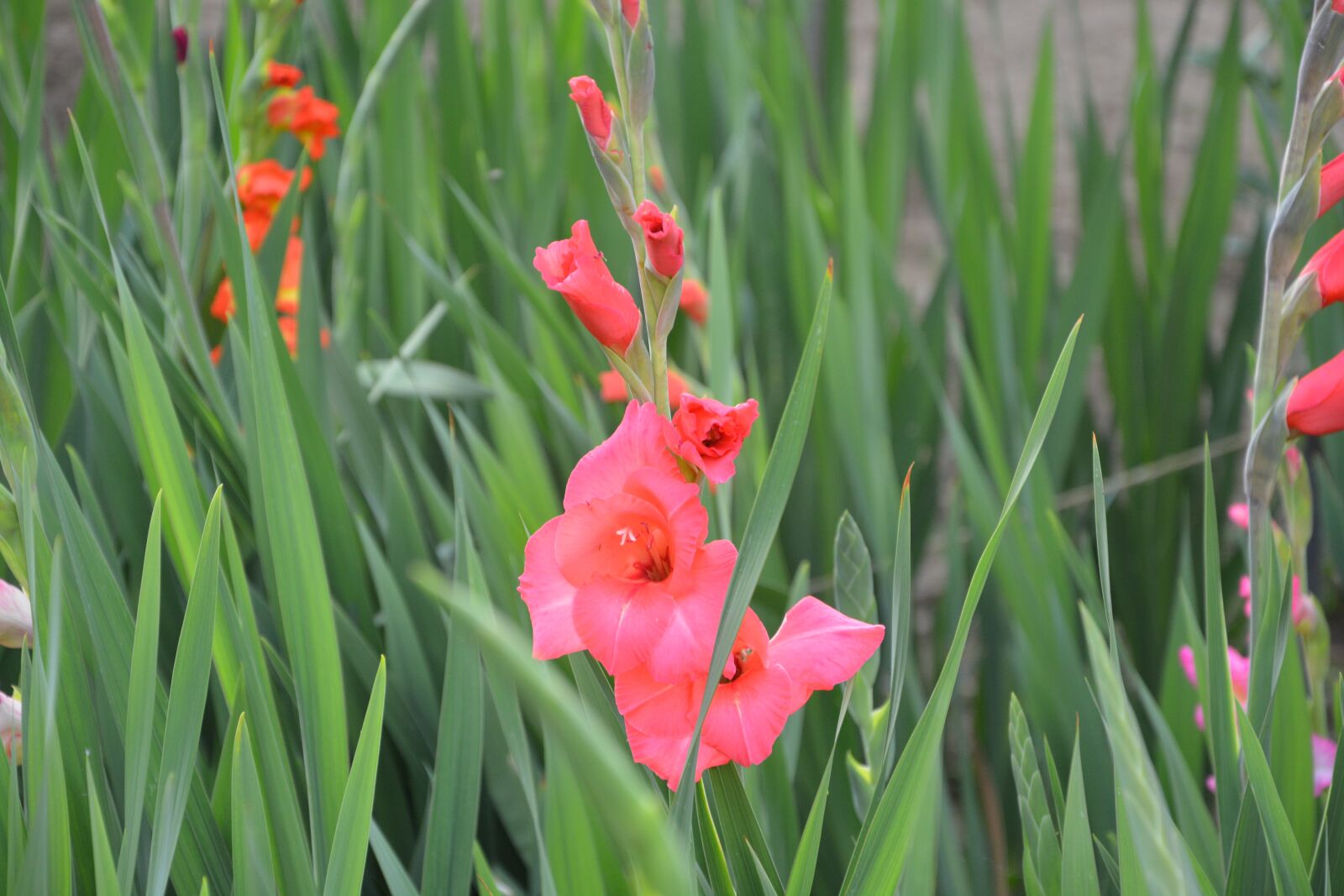 Nikon D5200 sample photo. Glaeuïl, flowers, leaves photography