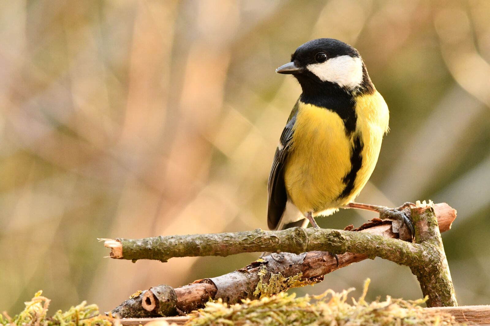 Nikon D7500 sample photo. Titmouse, bird, forest photography