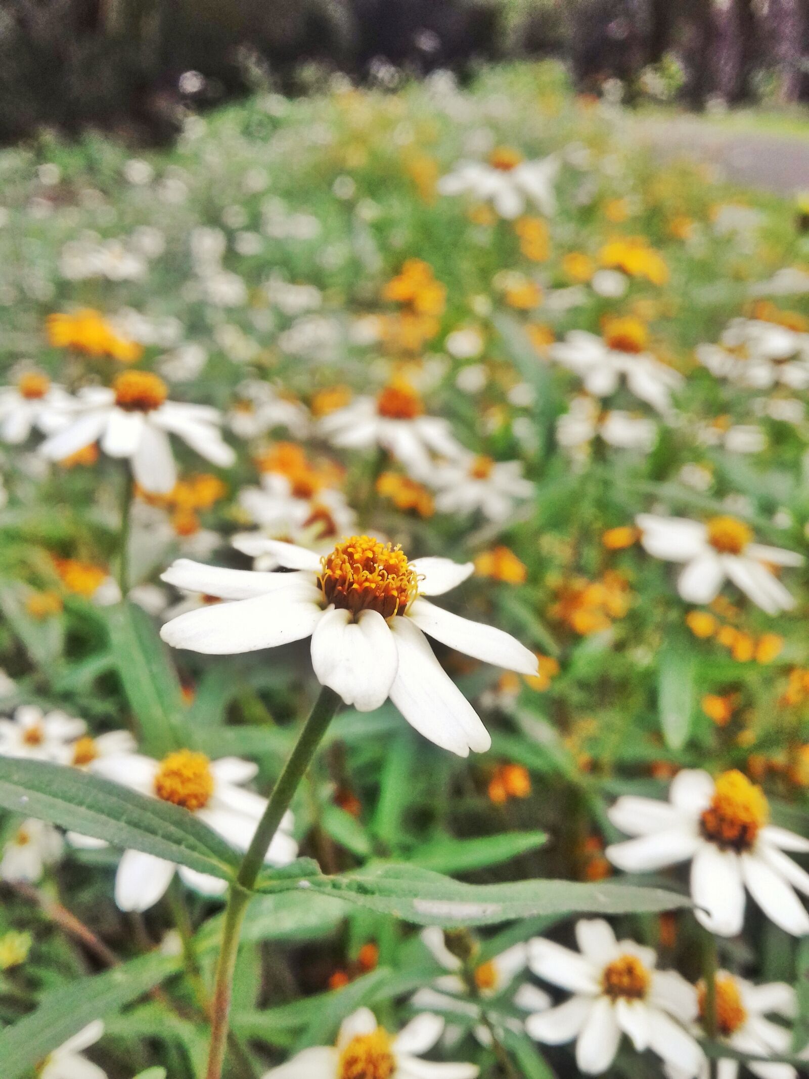 Samsung Galaxy Grand Prime sample photo. Daisy, flower, spring photography