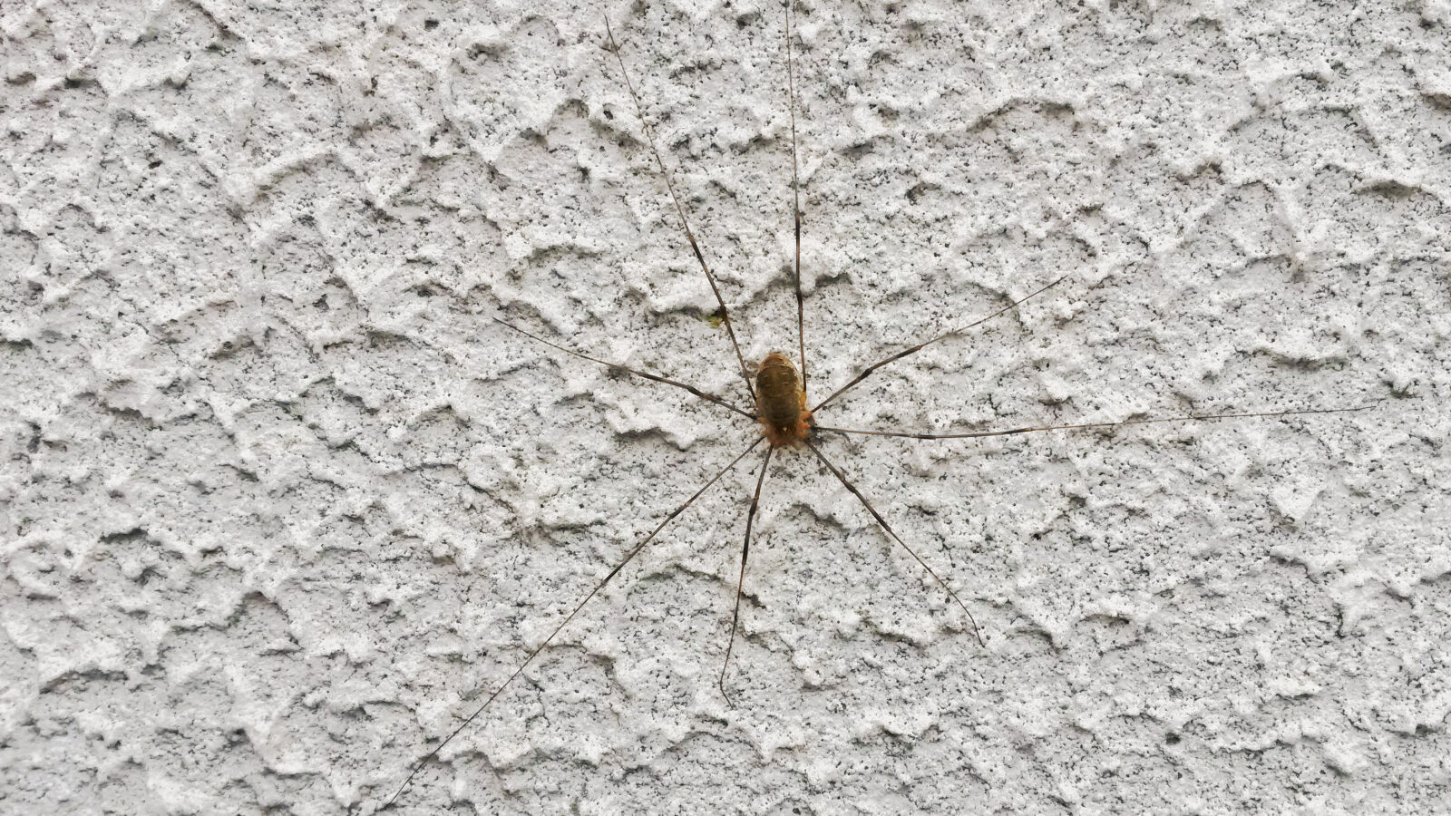 Samsung Galaxy S4 Mini sample photo. Spider photography