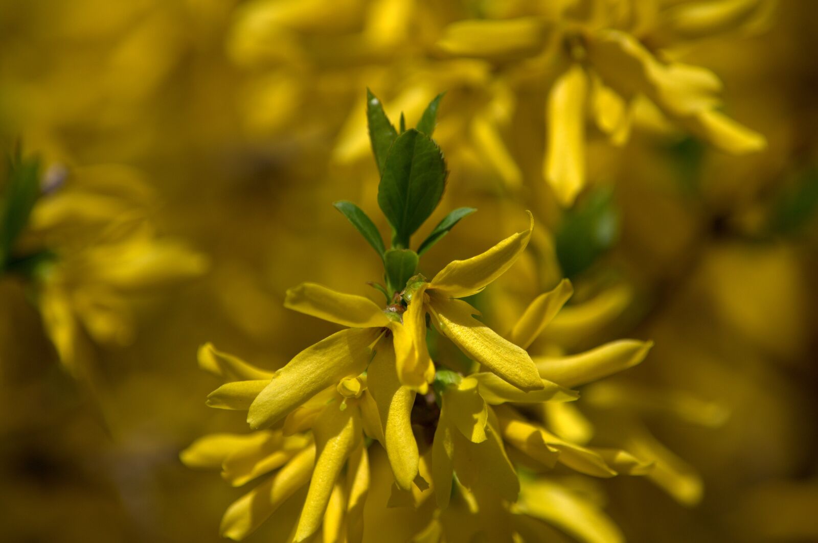 Nikon D3100 sample photo. Nature, yellow, plant photography