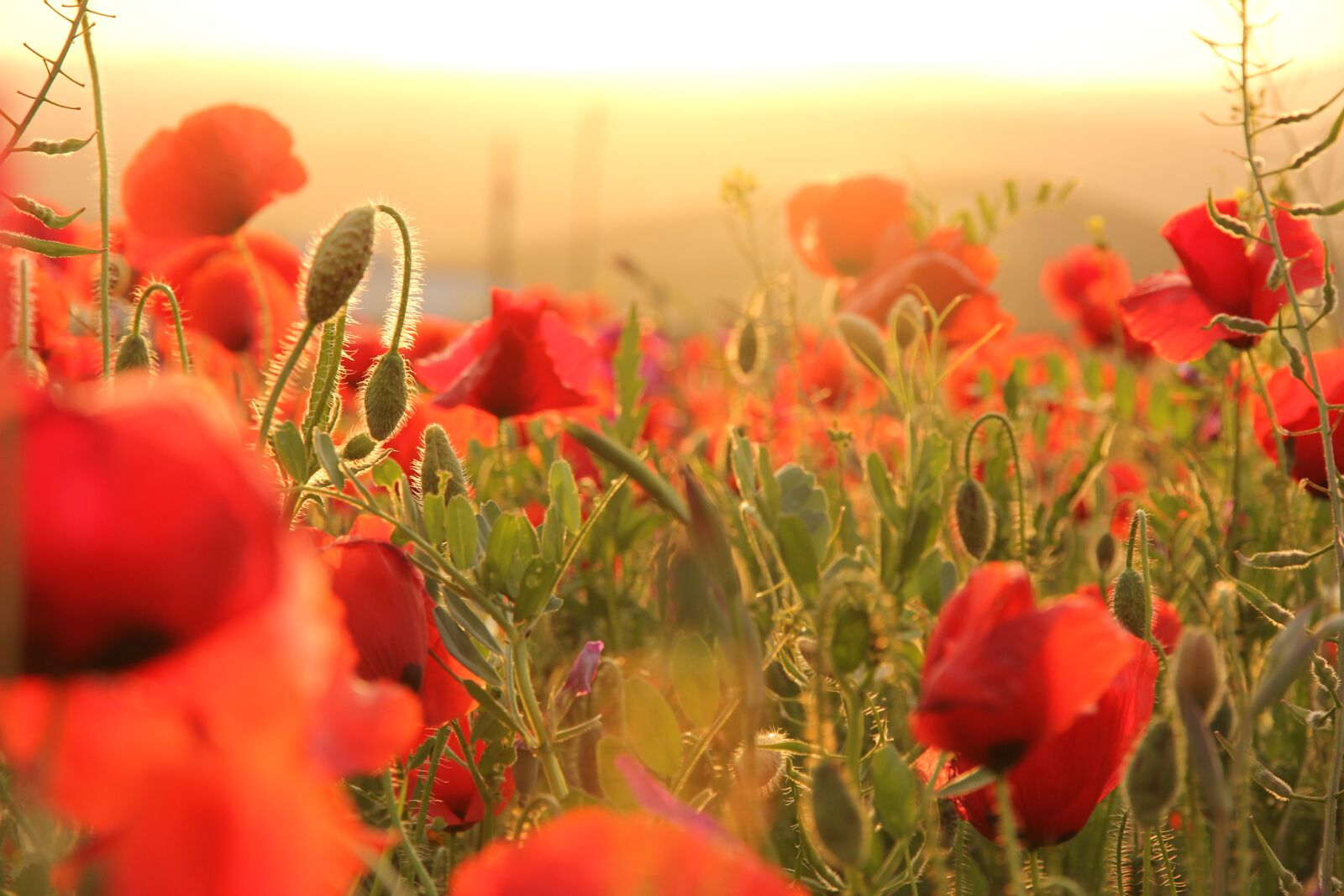 Canon EOS 60D + Canon EF-S 15-85mm F3.5-5.6 IS USM sample photo. Poppies, sunset, field photography